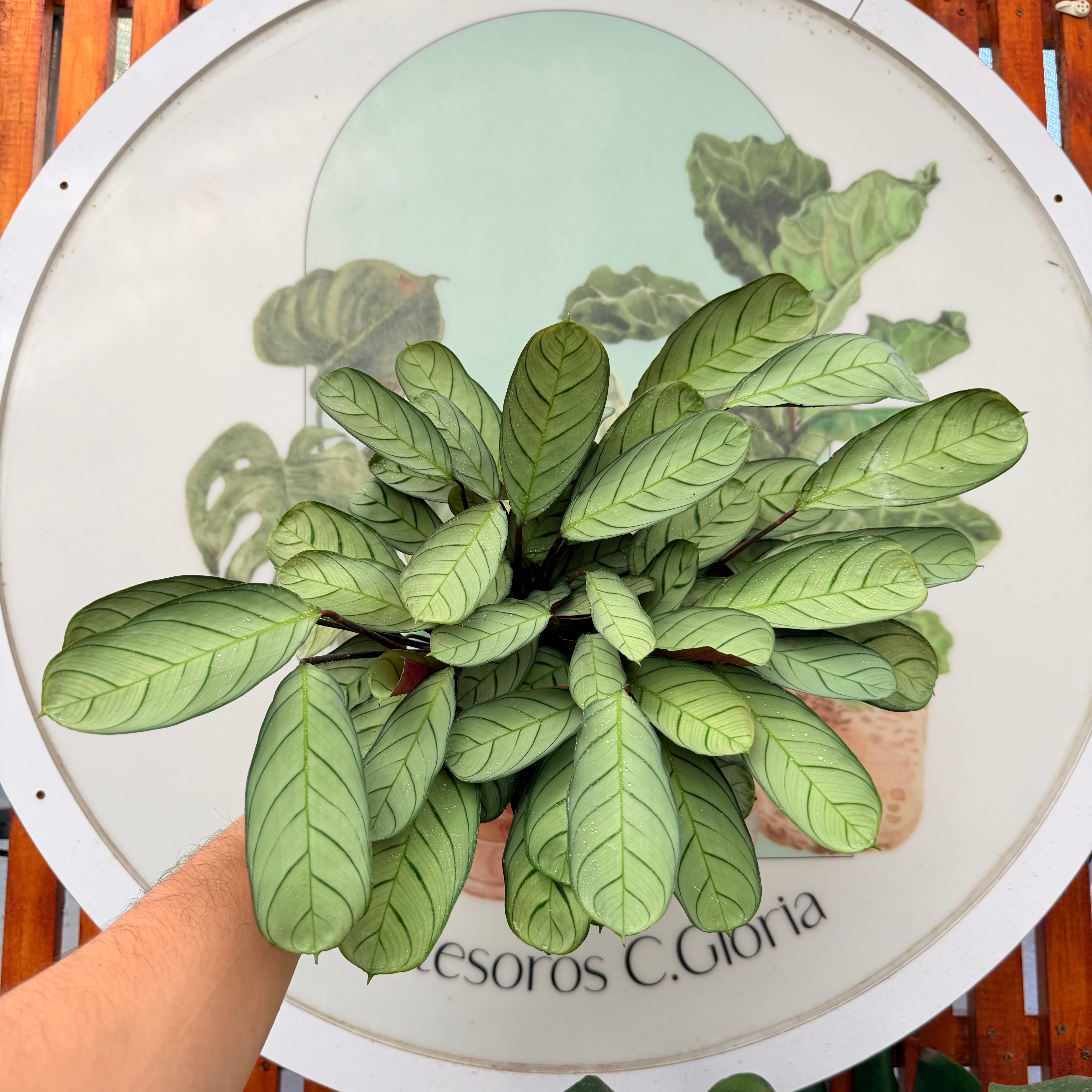 Calathea Amagris – Vivero Mis Tesoros C Gloria