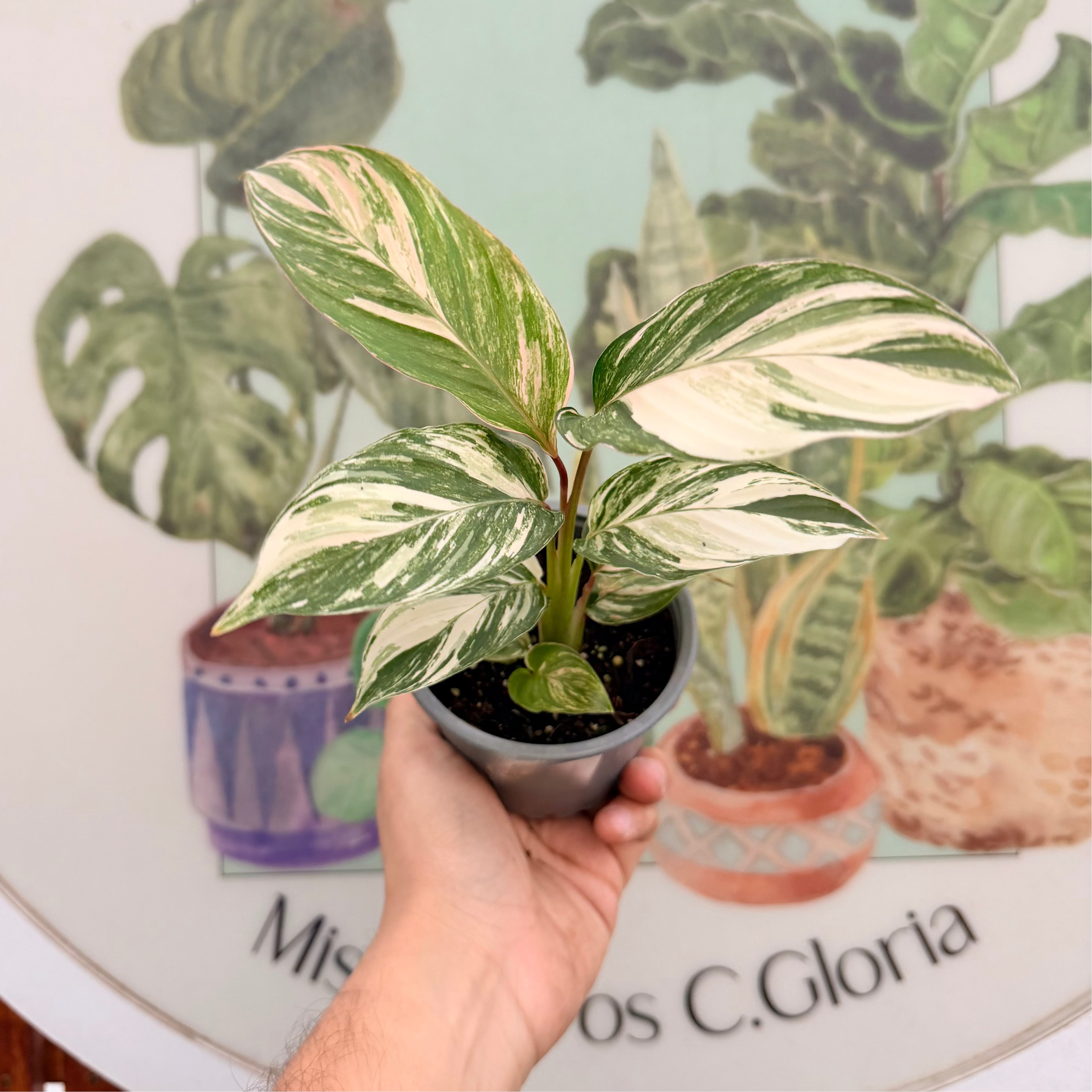 Calathea Glaza Variegada Pink – Vivero Mis Tesoros C Gloria
