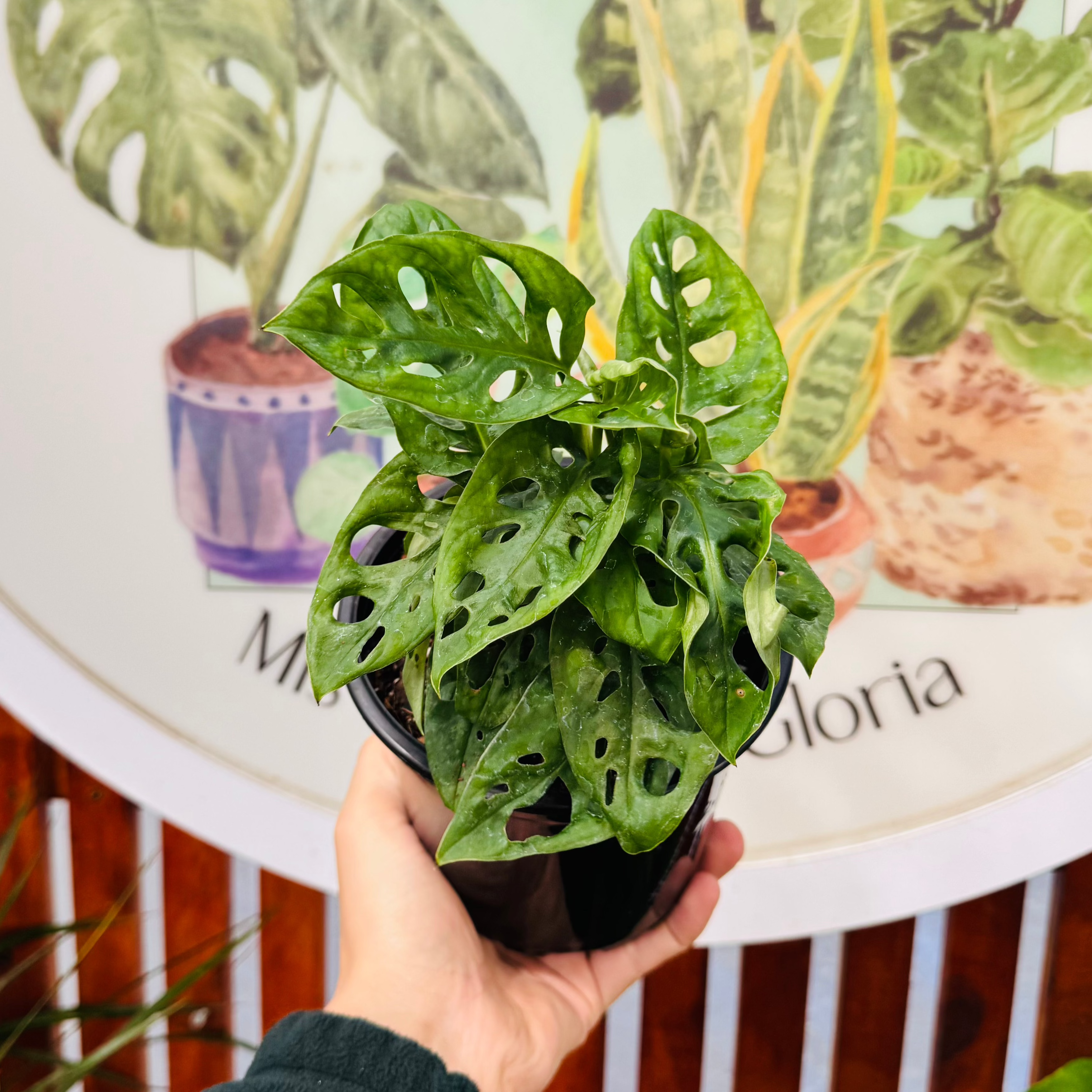 monstera adansonii friedrichsthalii Monstera Friedrichsthalii "Adansonnii Mini" – Vivero Mis Tesoros C Gloria