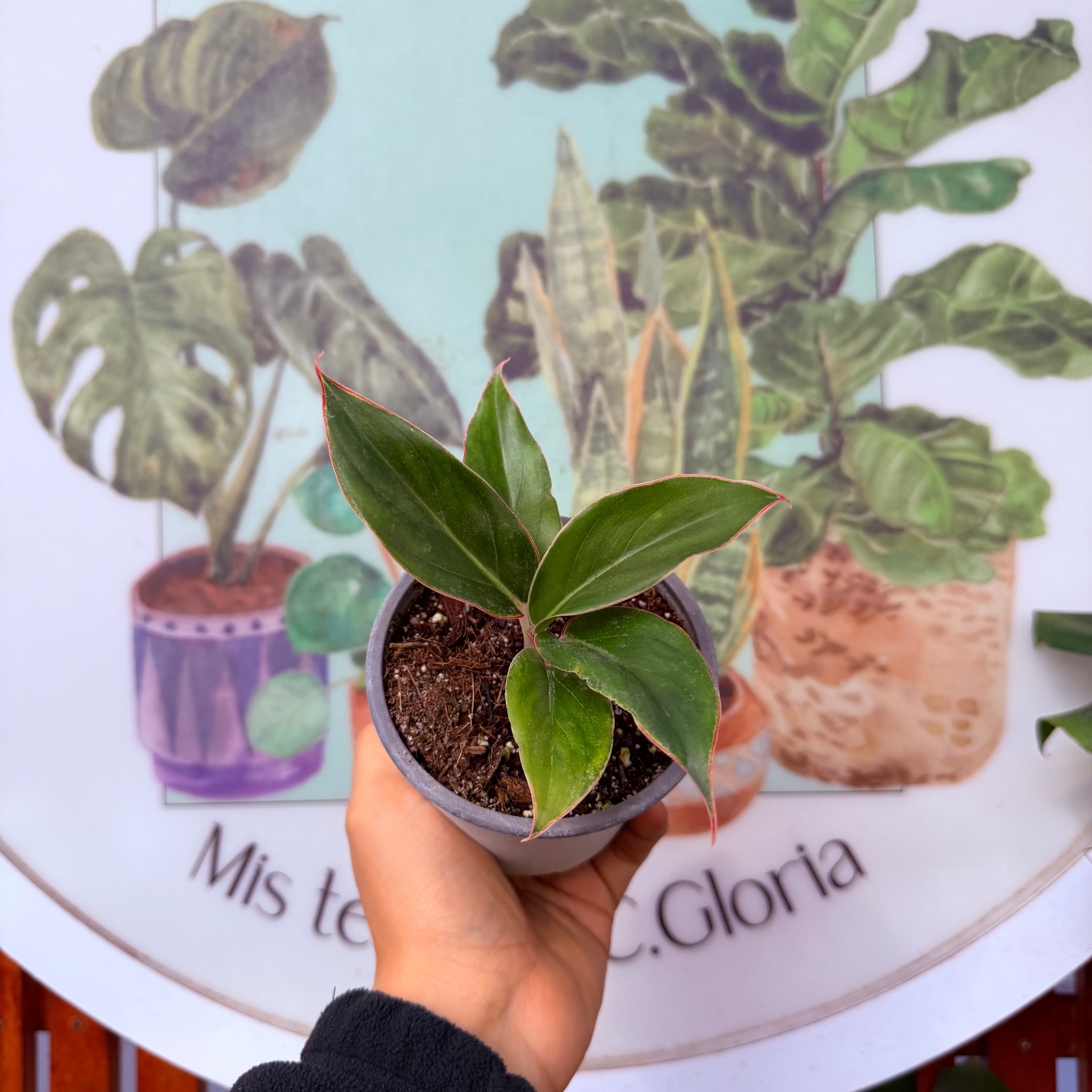 aglaonema sapphire Aglaonema Sapphire – Vivero Mis Tesoros C Gloria