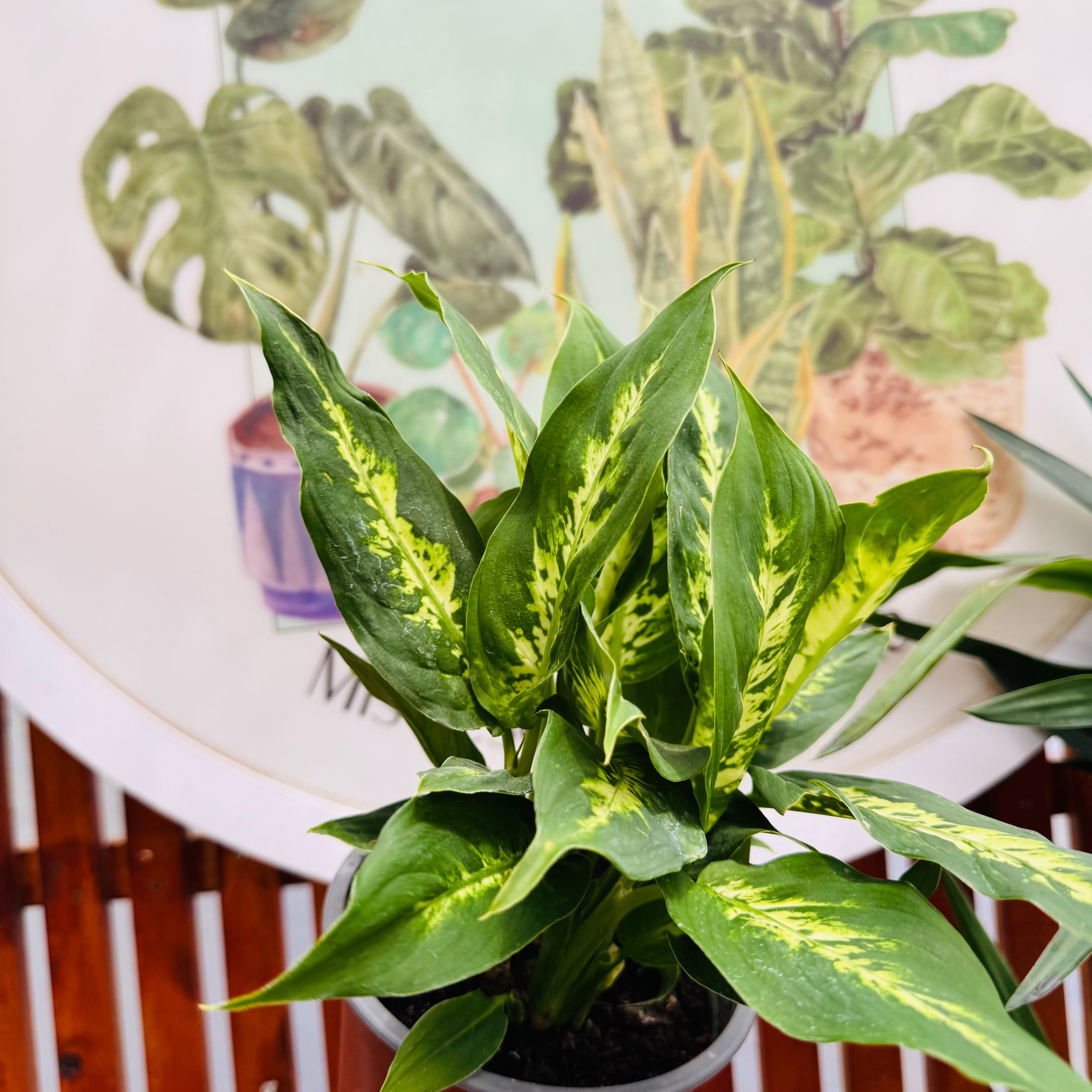 dieffenbachia chile Dieffenbachia – Vivero Mis Tesoros C Gloria
