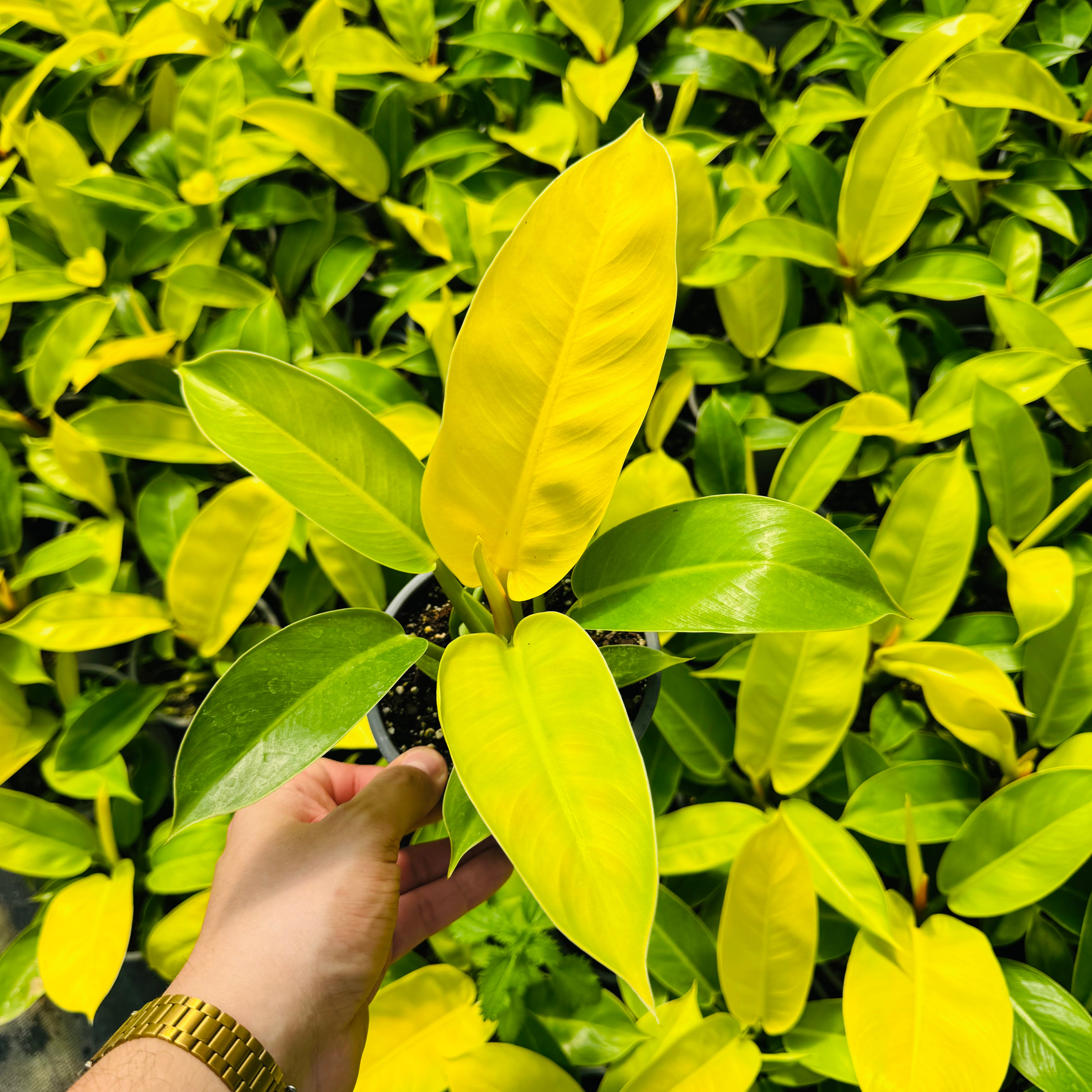 golden imperial philodendron Filodendro Imperial Golden – Vivero Mis Tesoros C Gloria