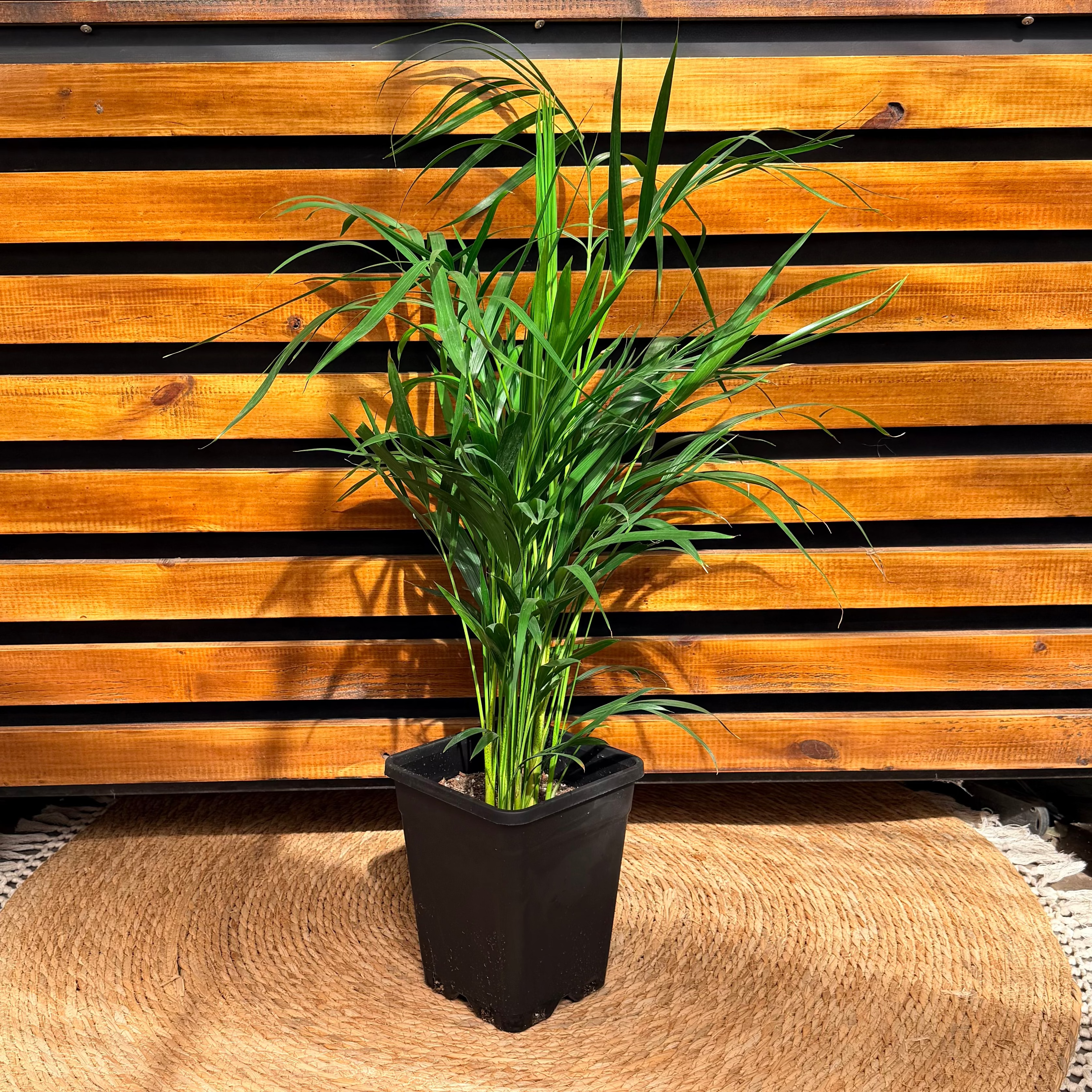 palma areca seca Palma Areca – Vivero Mis Tesoros C Gloria