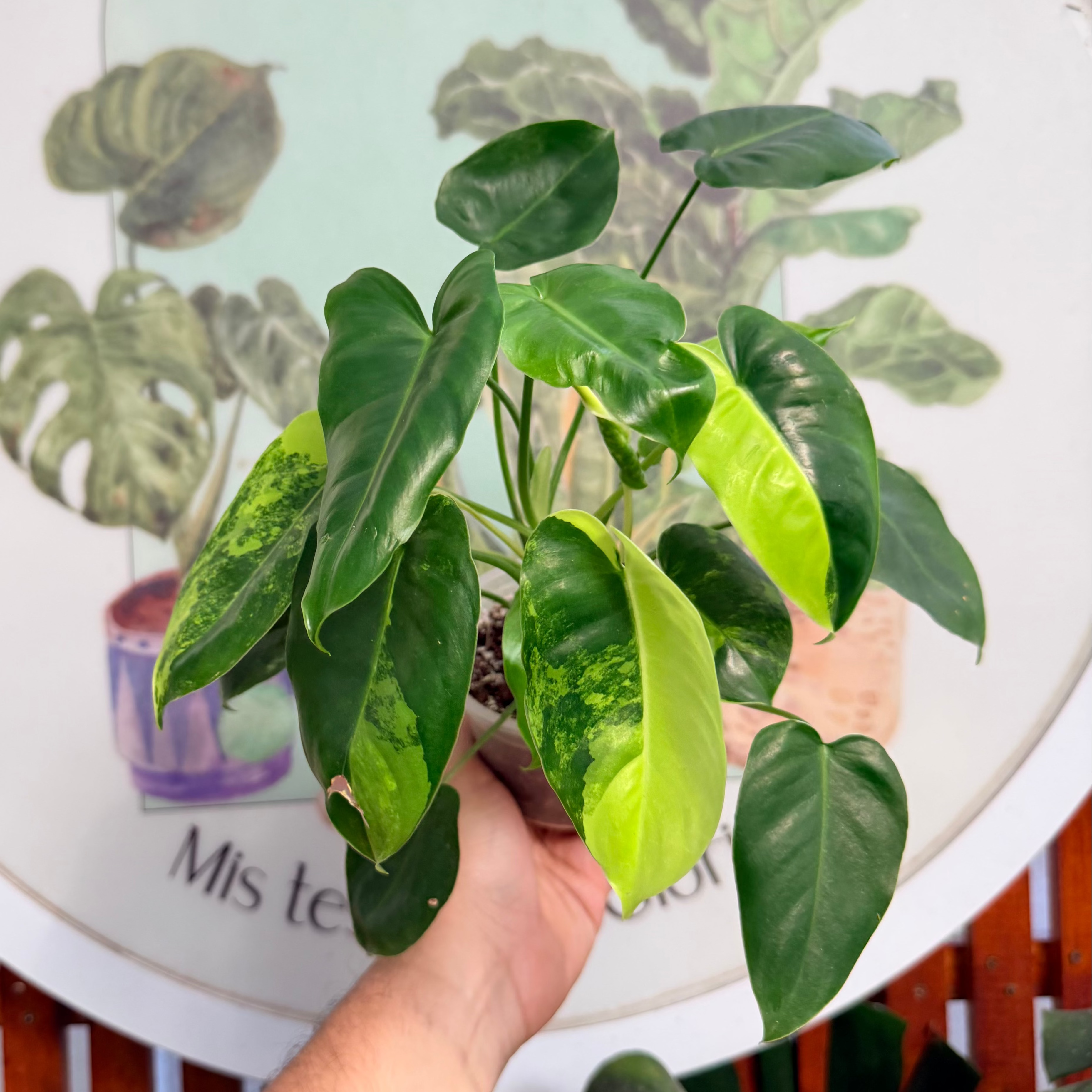 Filodendro Little Apple Variegado – Vivero Mis Tesoros C Gloria