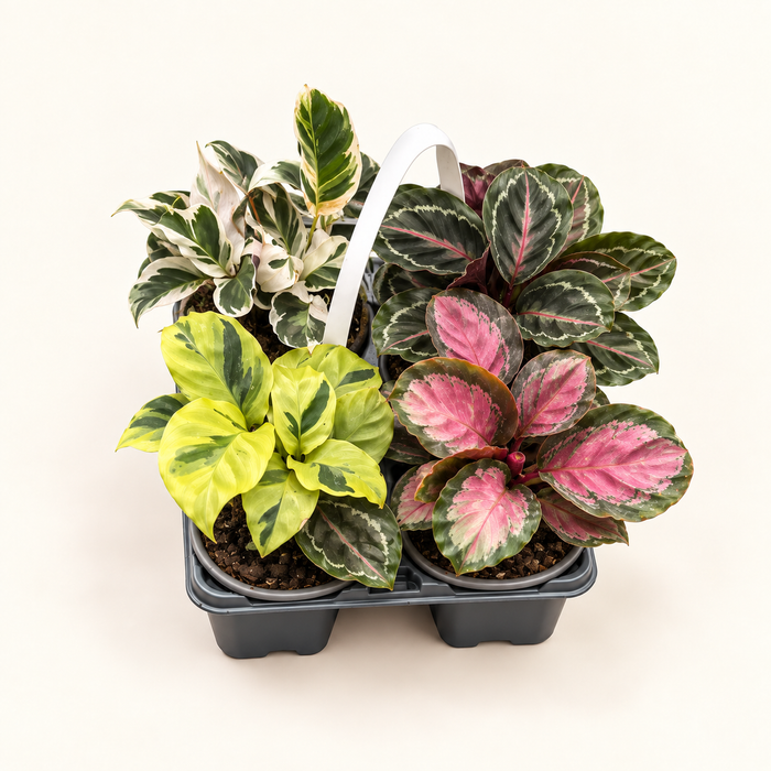 Mix de 4 Calatheas de colección