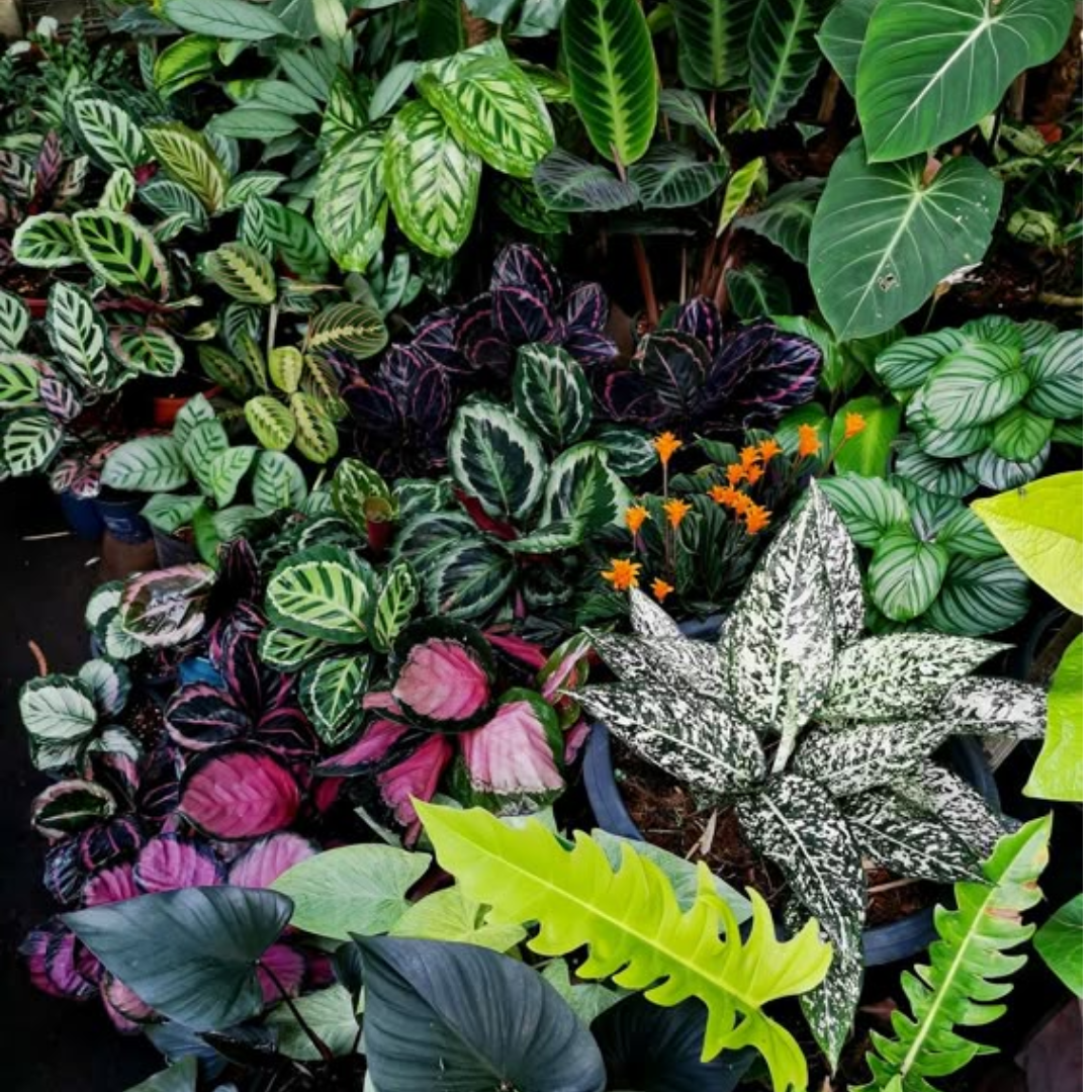 Plantas