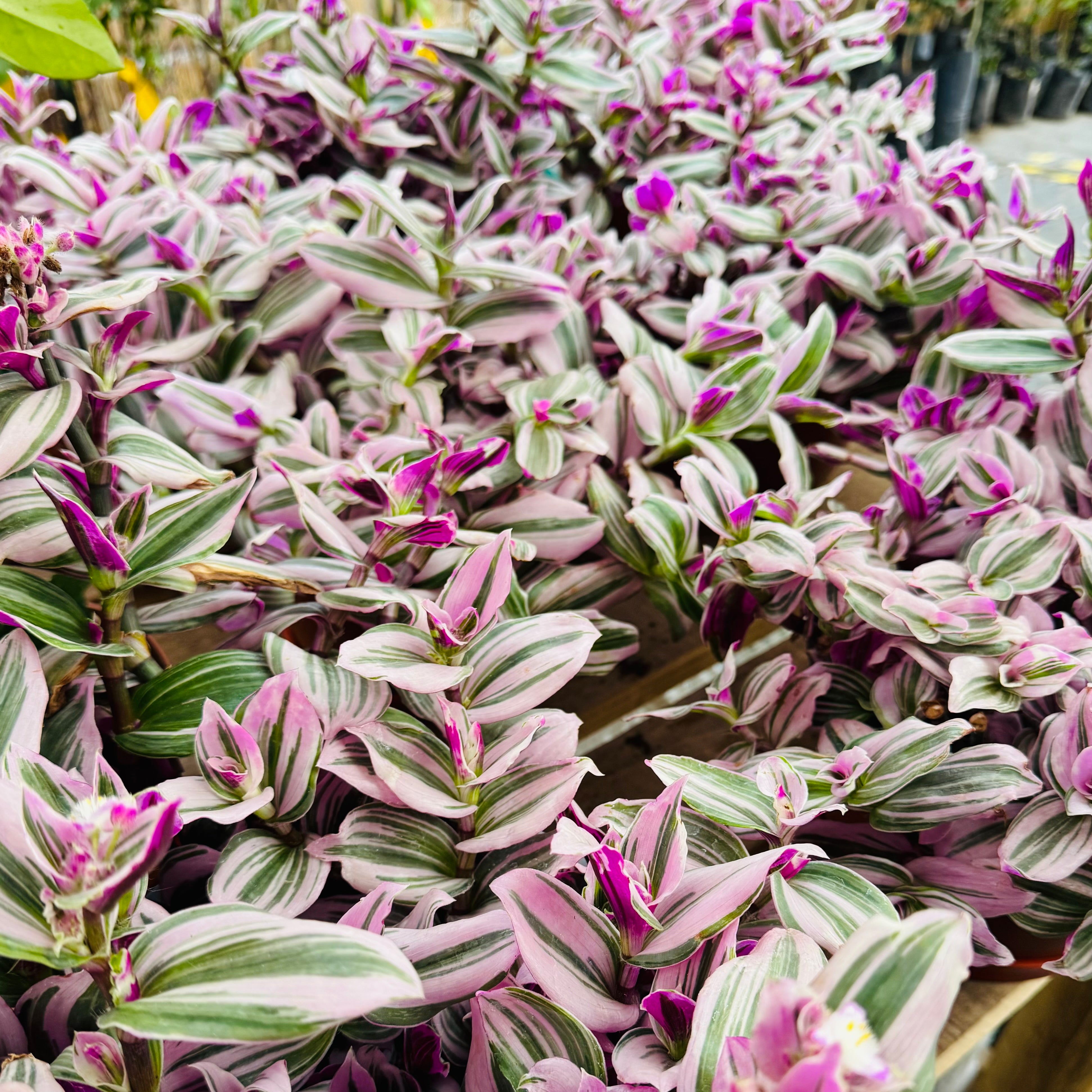 Vivero Mis Tesoros C Gloria