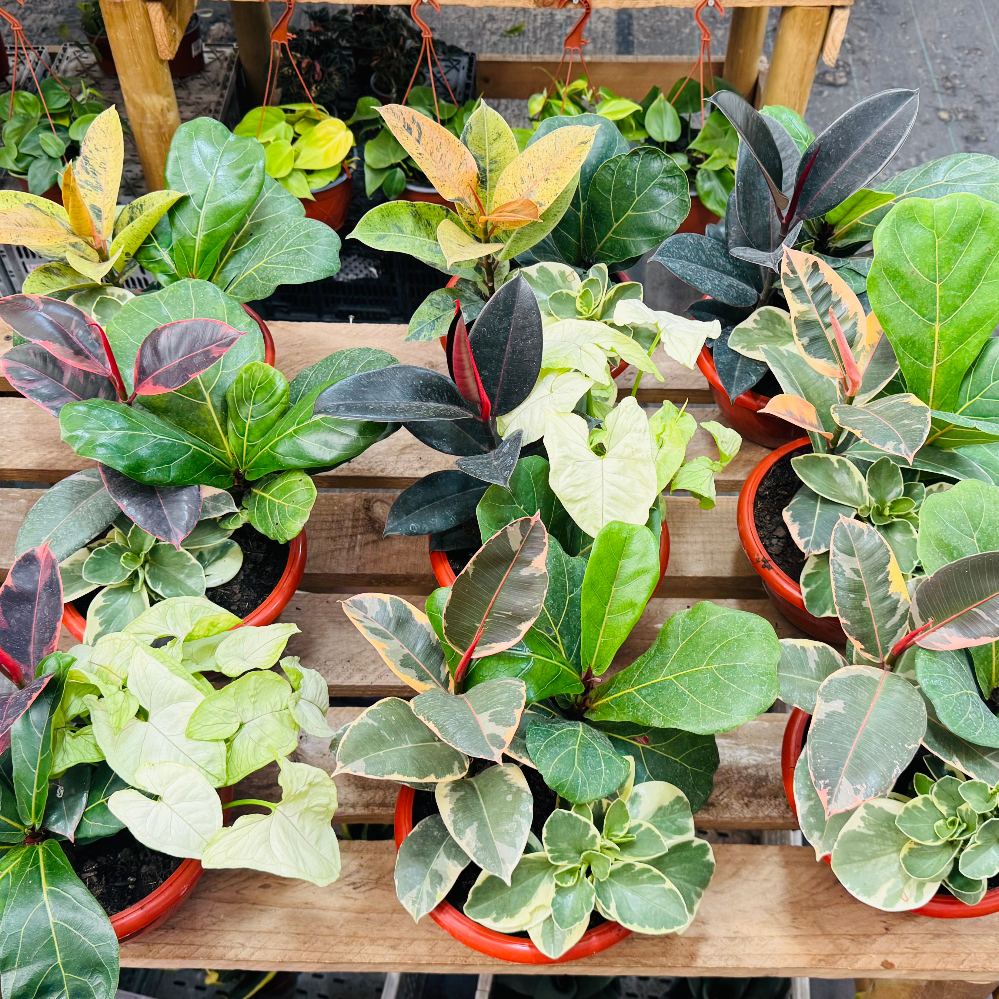 Mix de plantas