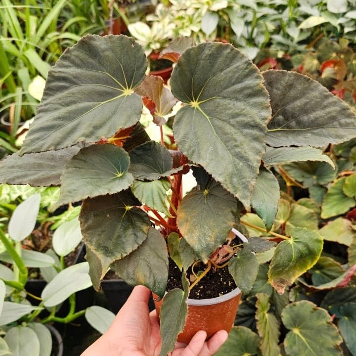 Begonia Pavonina - Tornasol