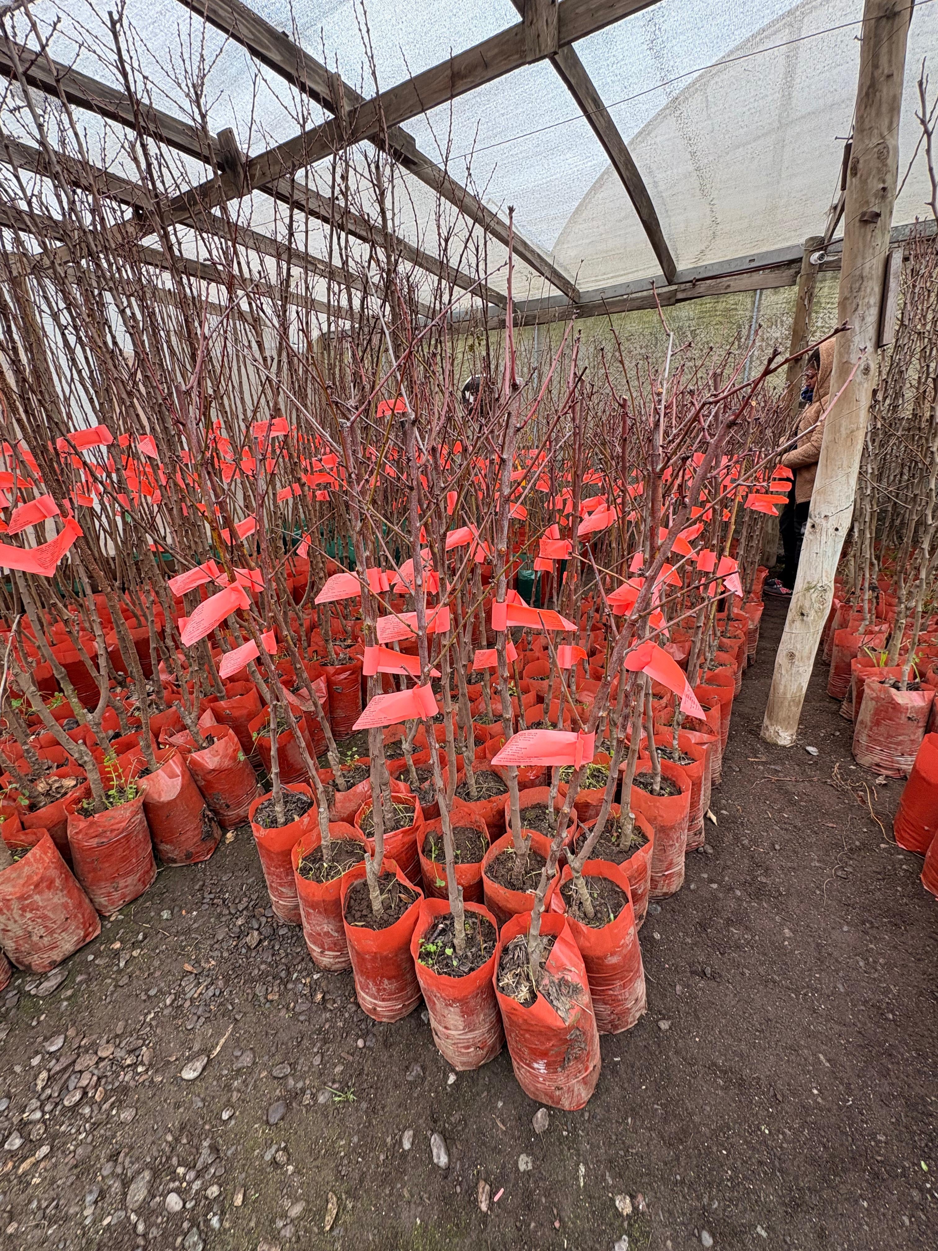 Vivero Mis Tesoros C Gloria
