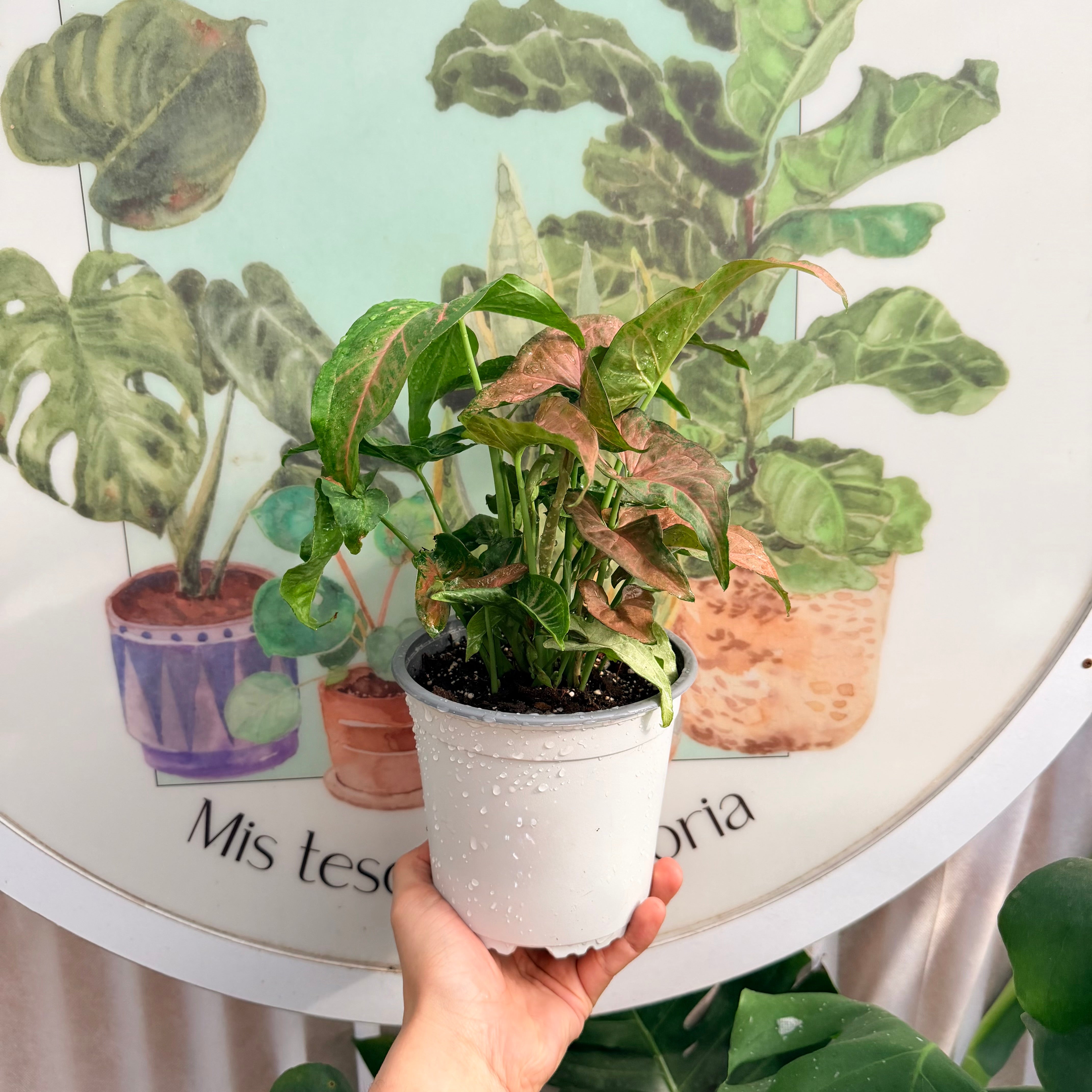 Singonio Margarita Pink Pass