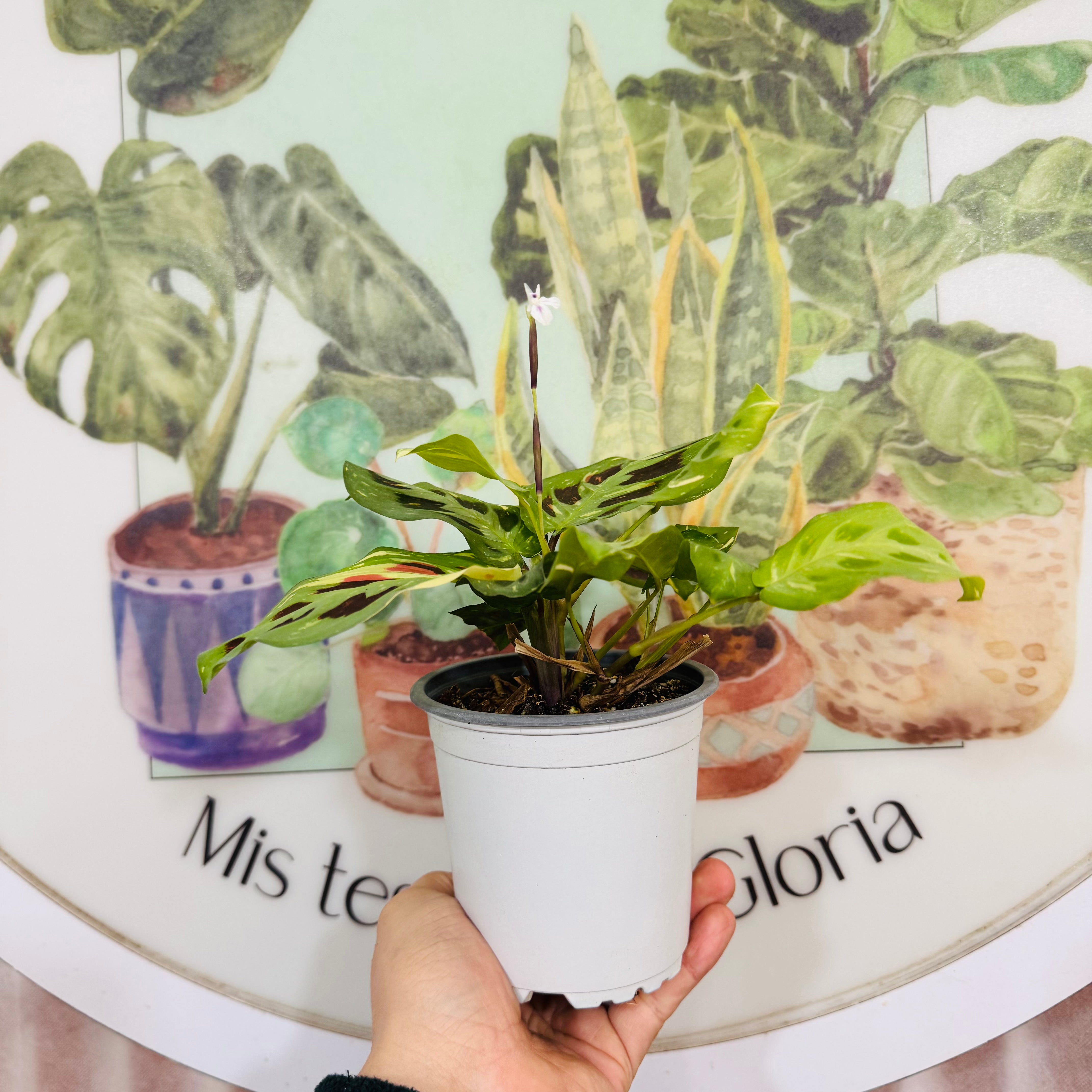 Maranta Kerchoviana Variegada