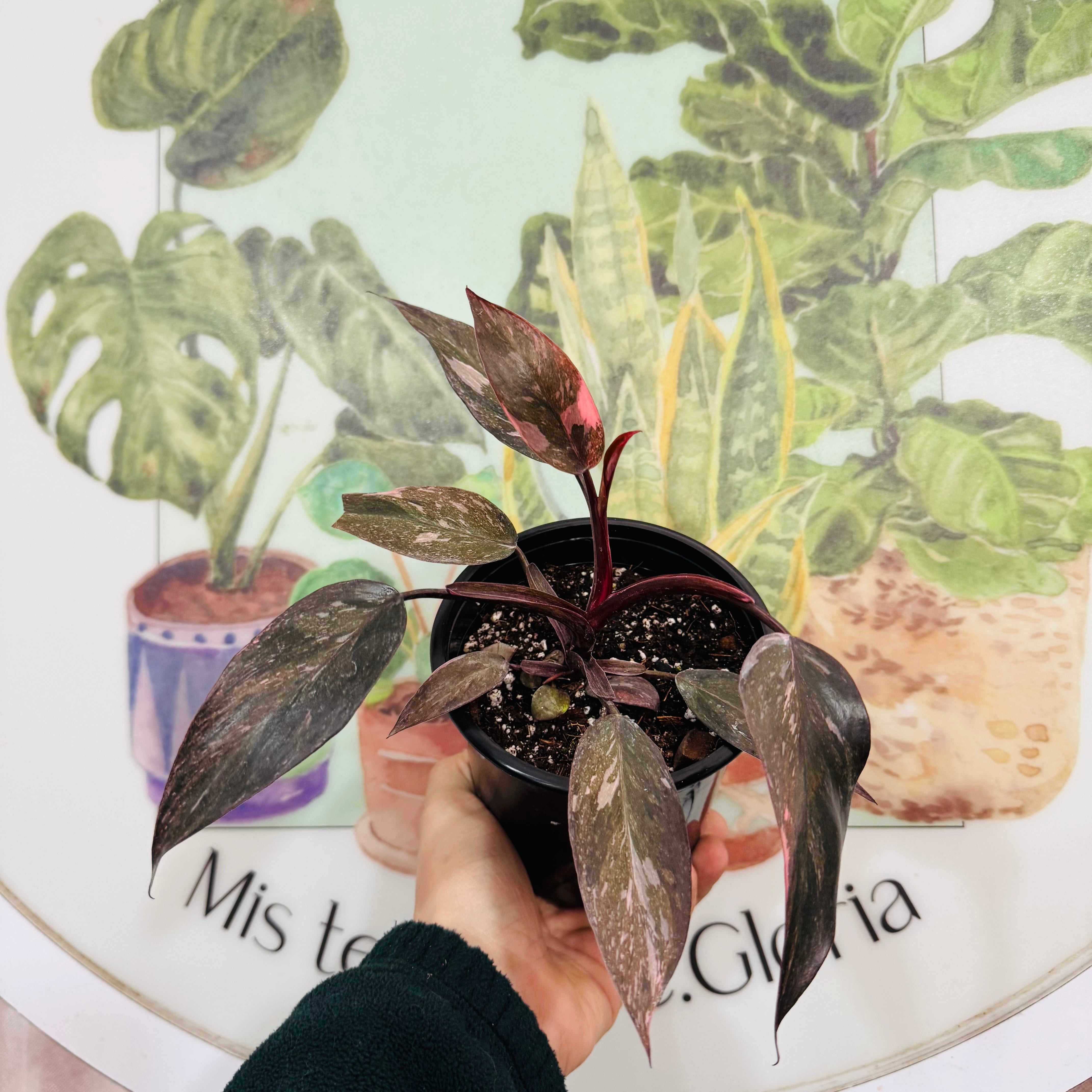 Filodendro Pink Princess Galaxy