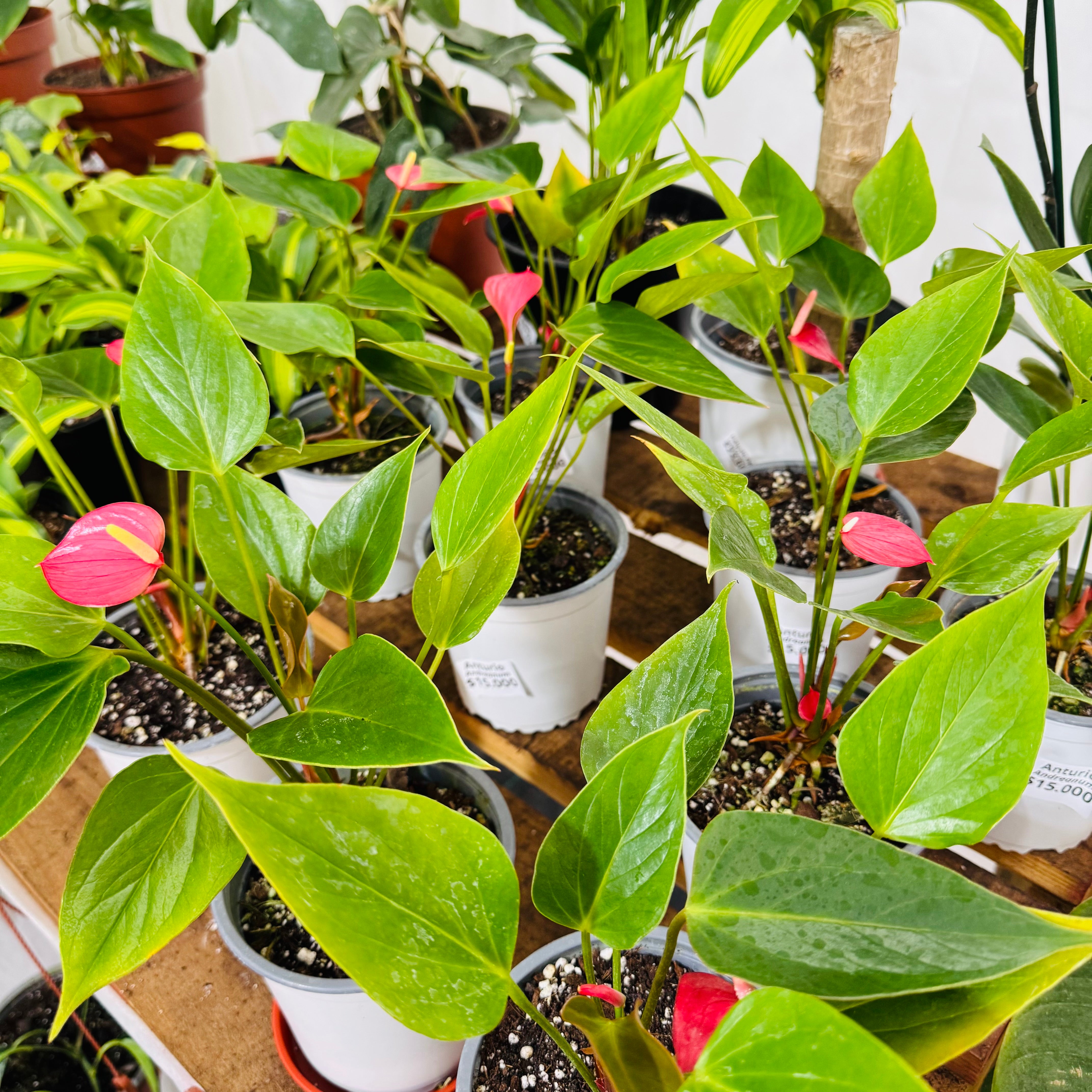 Vivero Mis Tesoros C Gloria