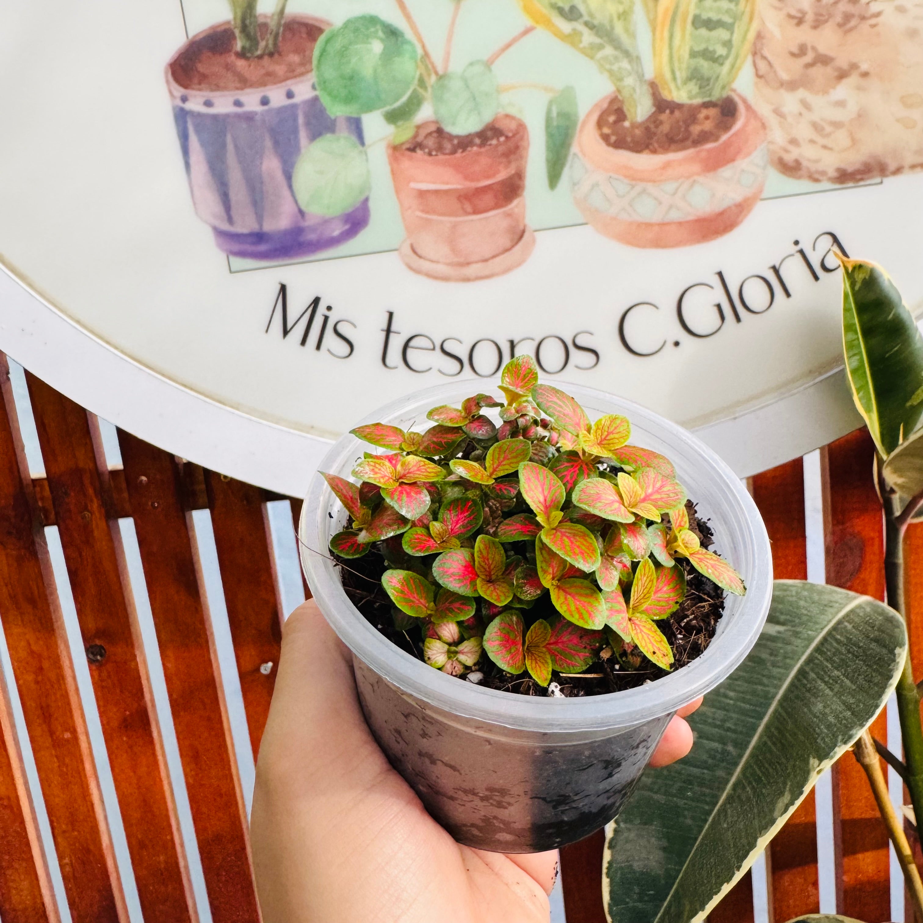 Vivero Mis Tesoros C Gloria