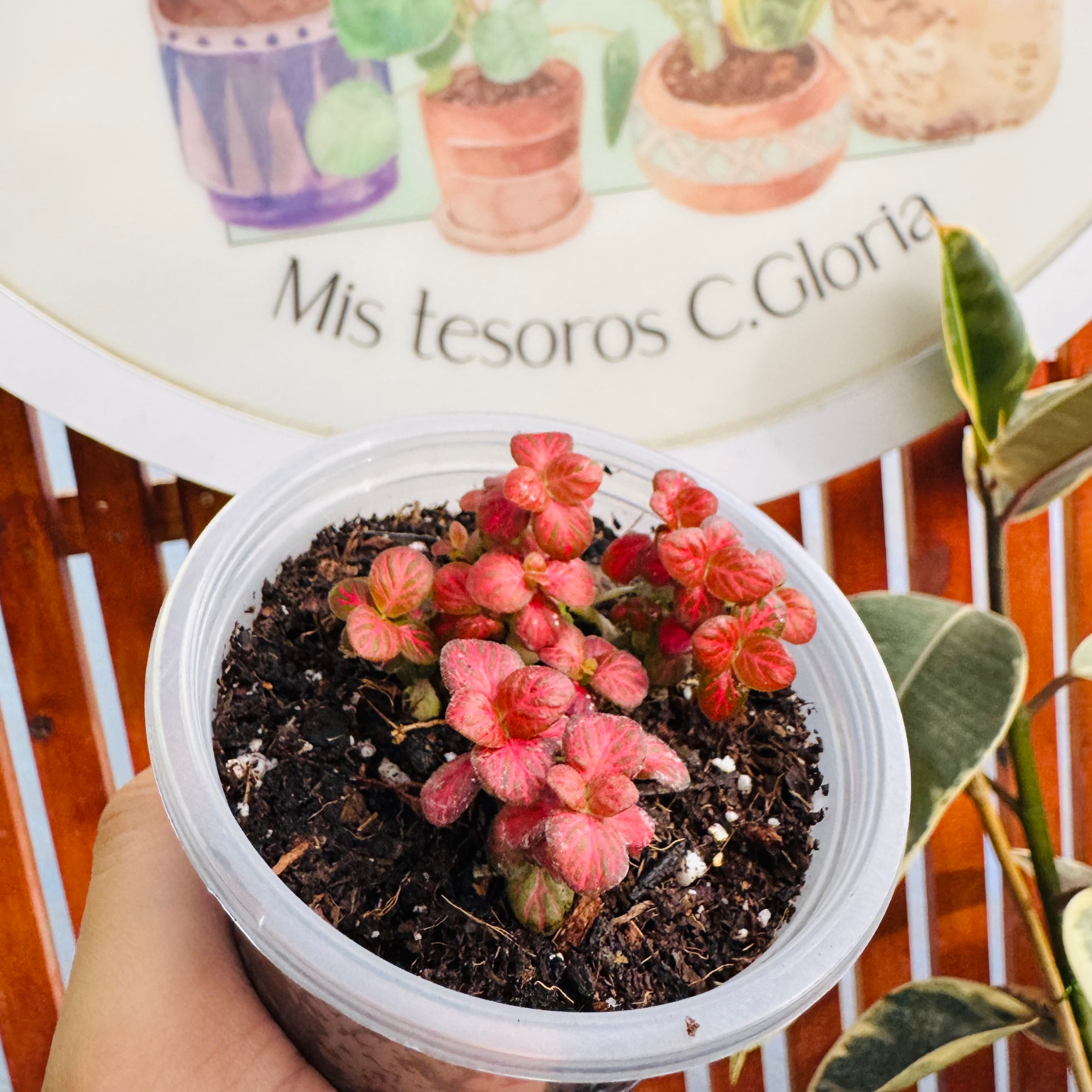 Vivero Mis Tesoros C Gloria