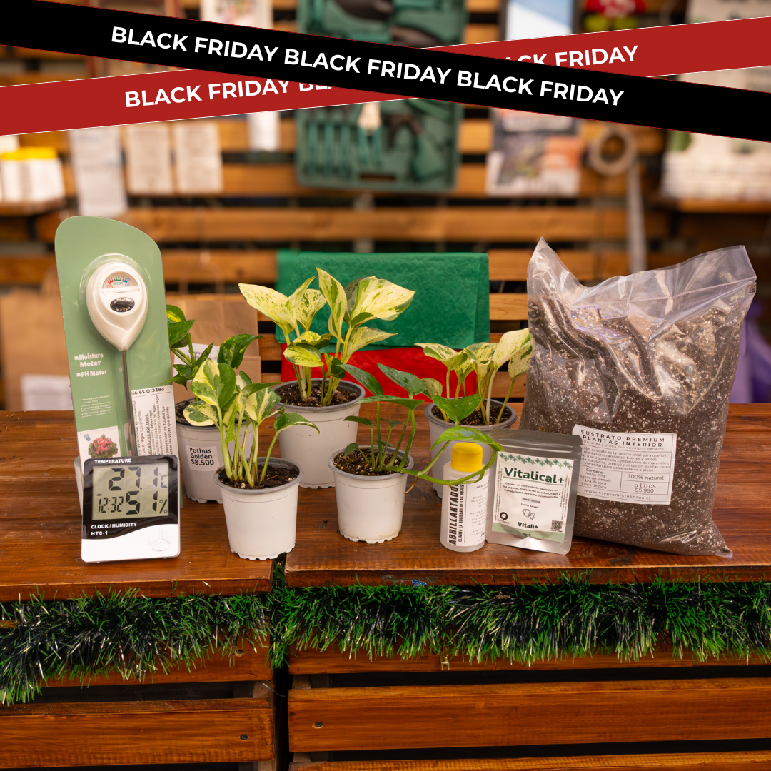 Vivero Mis Tesoros C Gloria