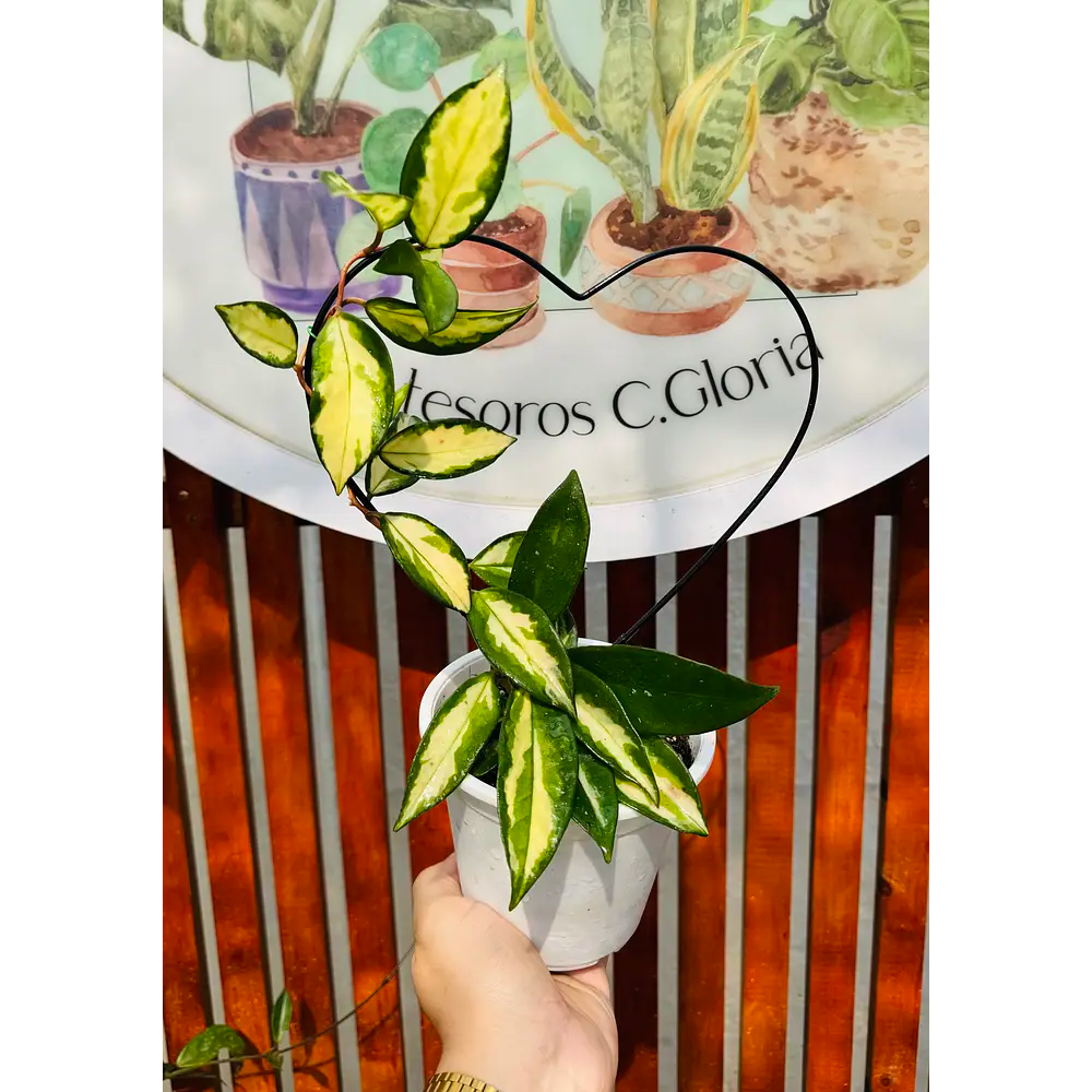 Vivero Mis Tesoros C Gloria