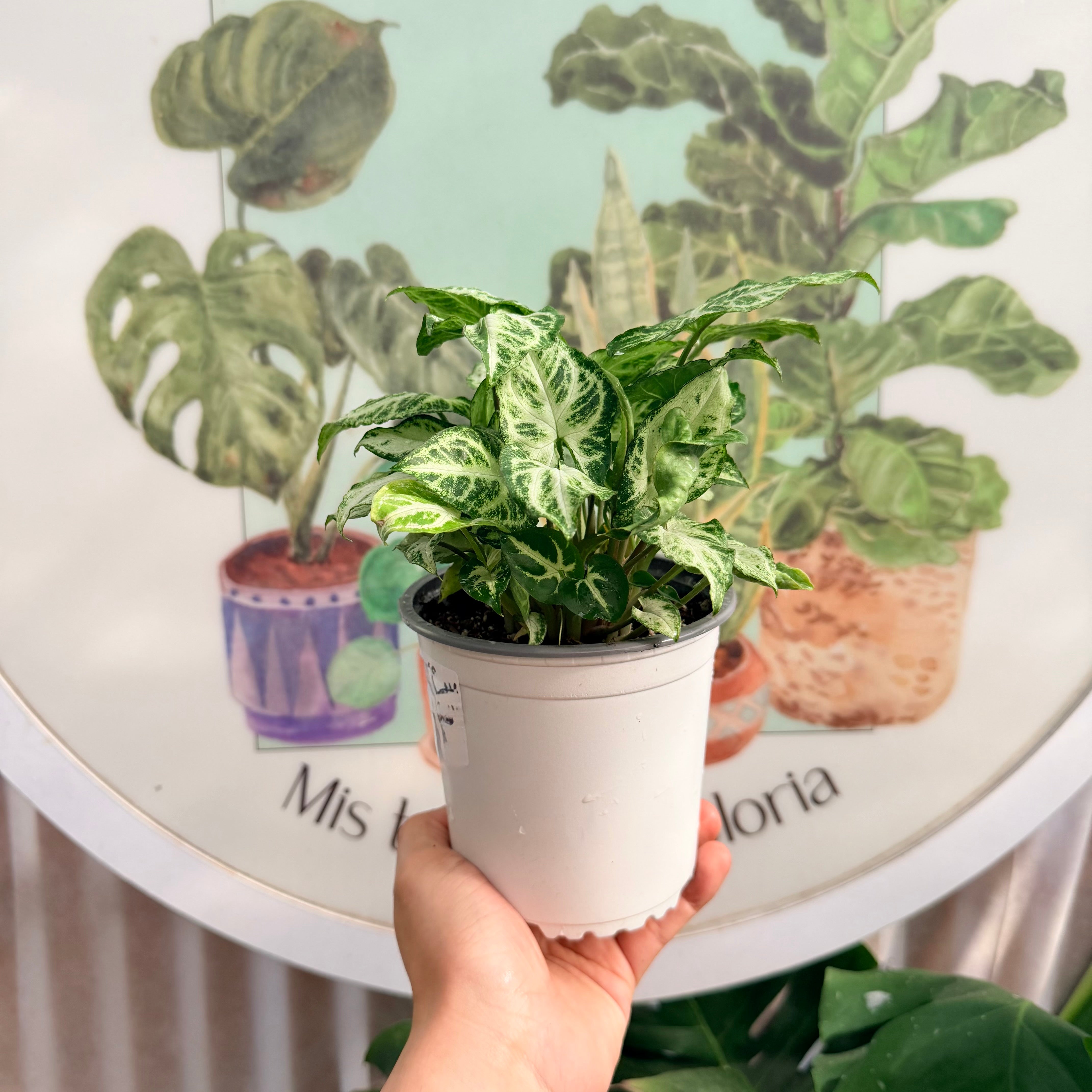 Singonio Pixie White