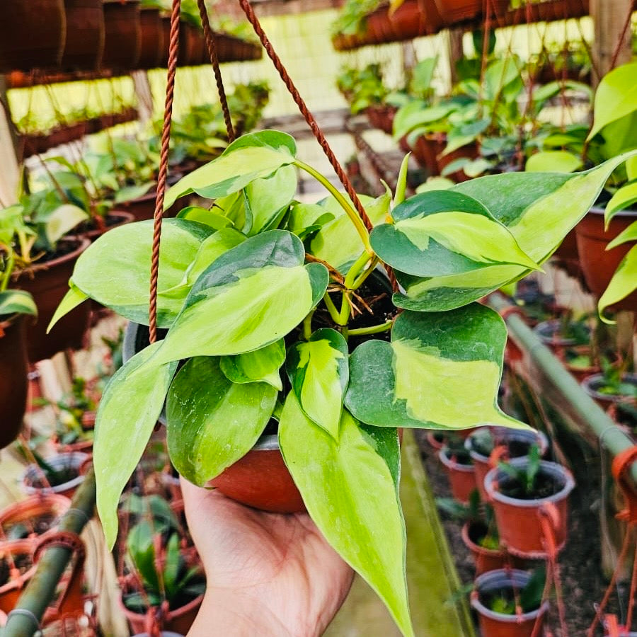 Vivero Mis Tesoros C Gloria