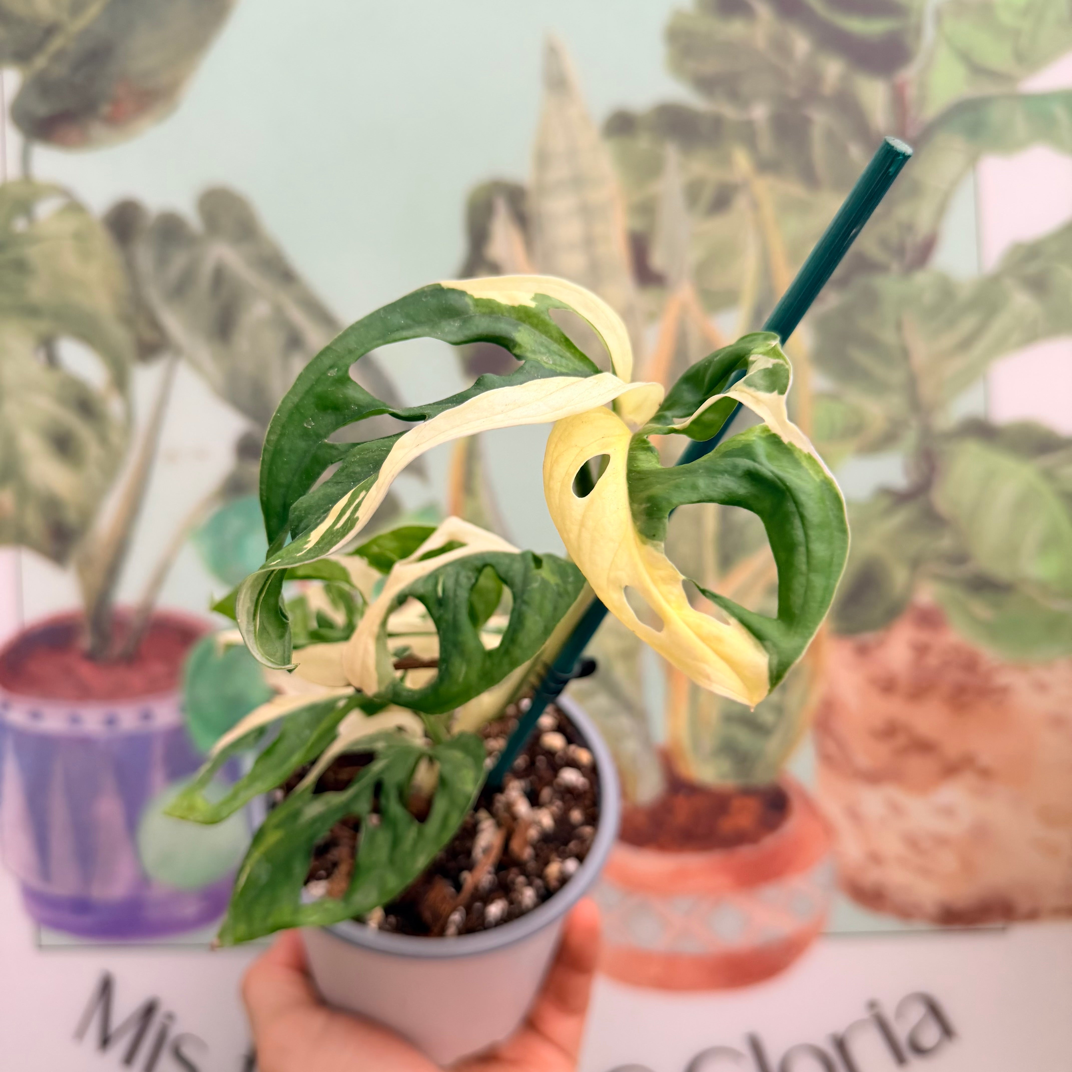 Vivero Mis Tesoros C Gloria