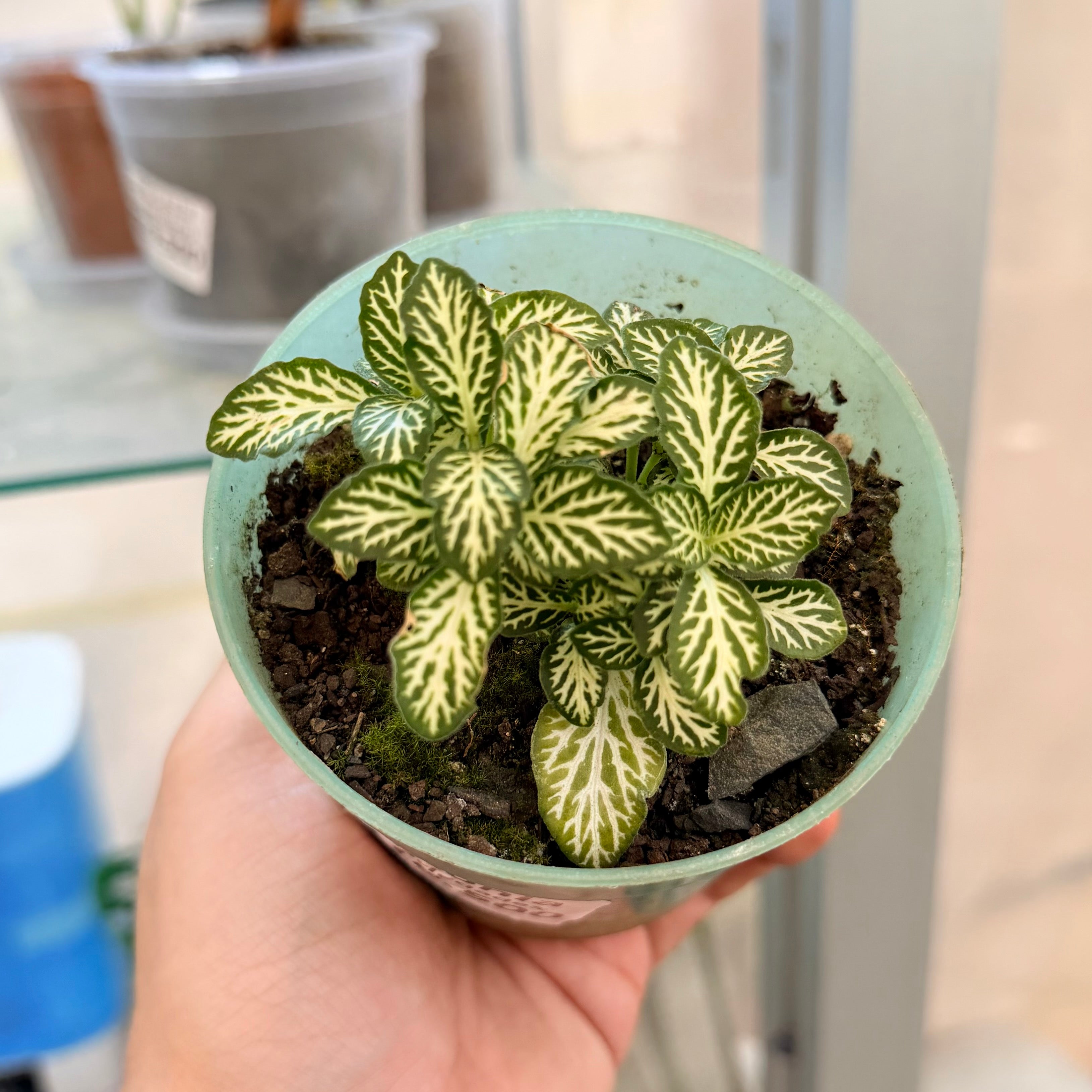 Fitonias - Varios colores