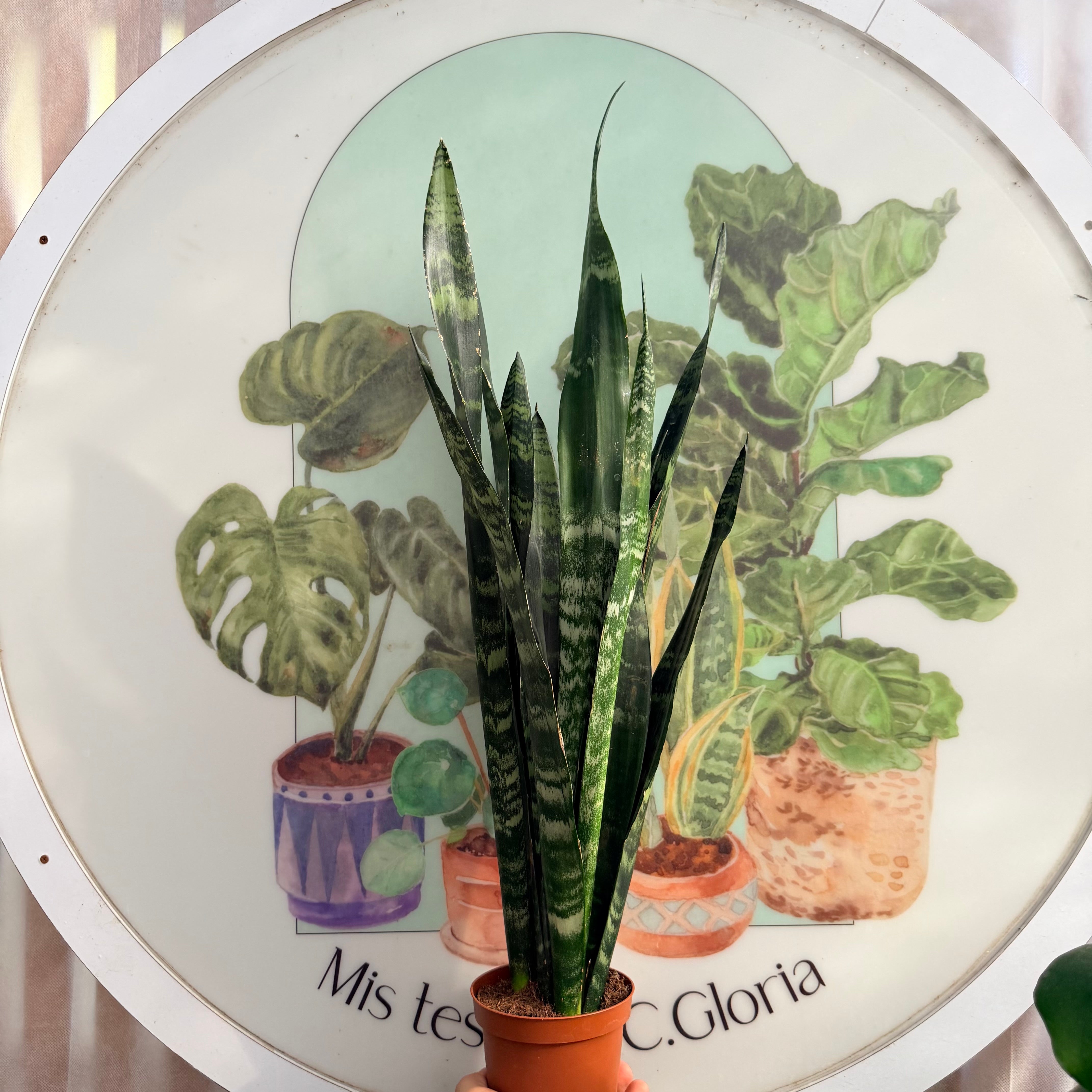 Sansevieria Black Coral