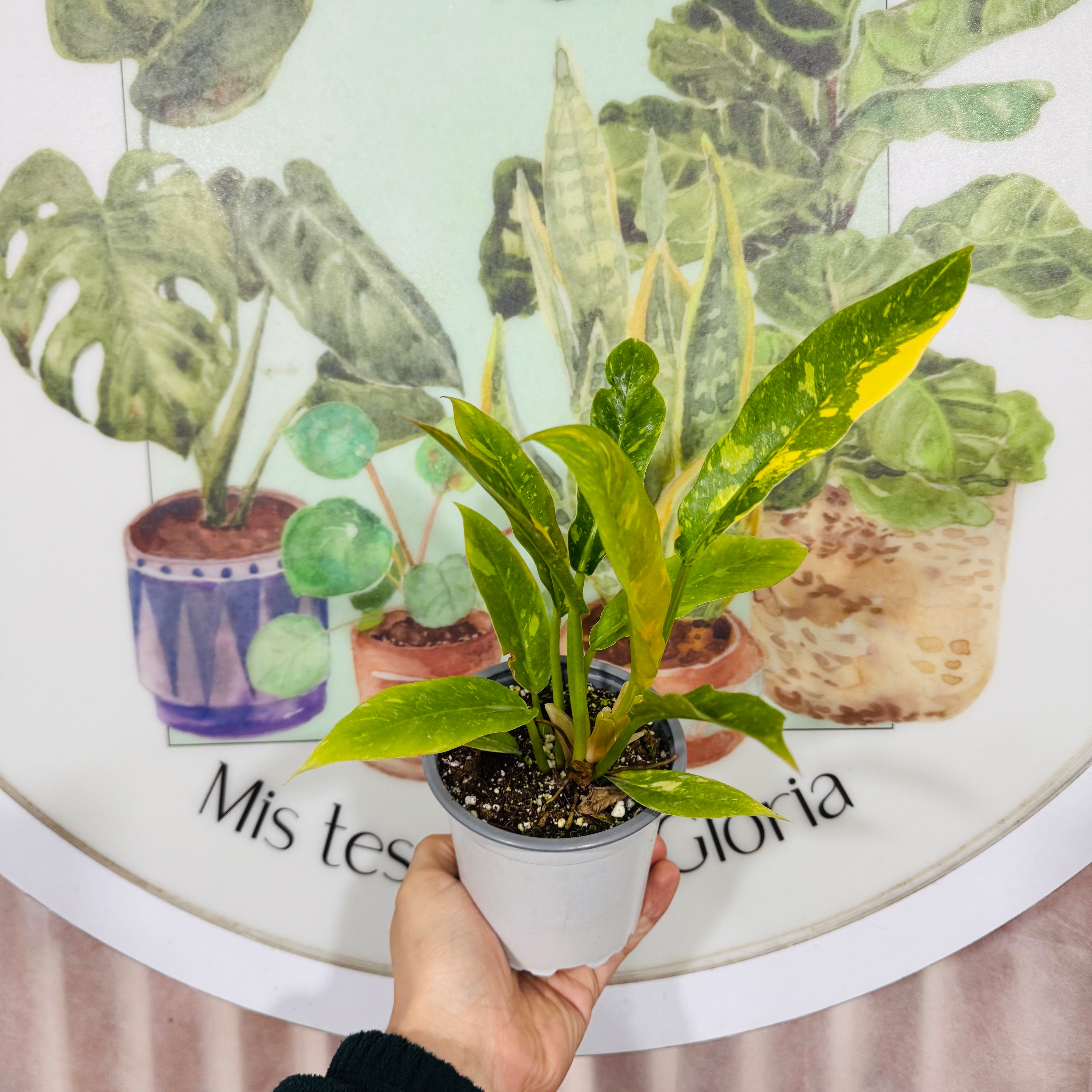 Filodendro Ring of Fire Variegado