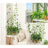 Clips para Plantas Trepadoras