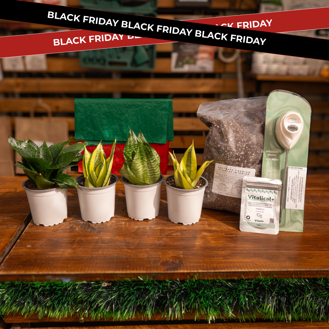 Vivero Mis Tesoros C Gloria