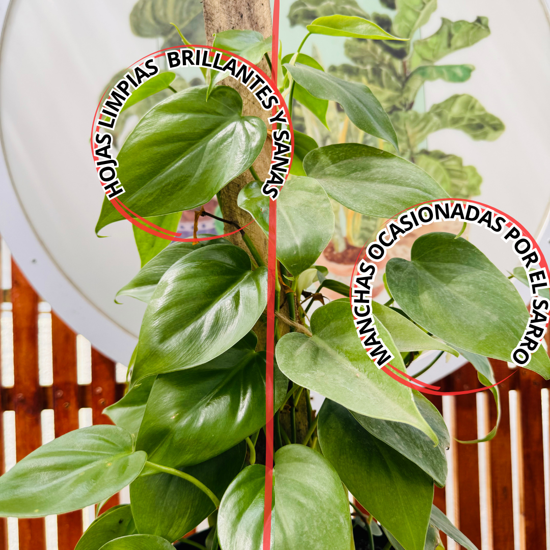 Abrillantador para Hojas