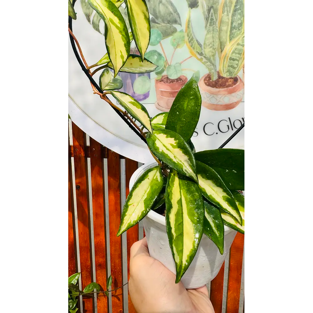 Hoya Krimson Princess c/tutor