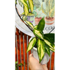 Hoya Krimson Princess c/tutor