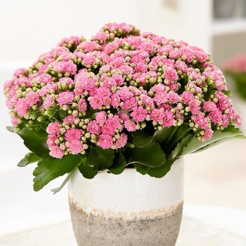 Vivero Mis Tesoros C Gloria