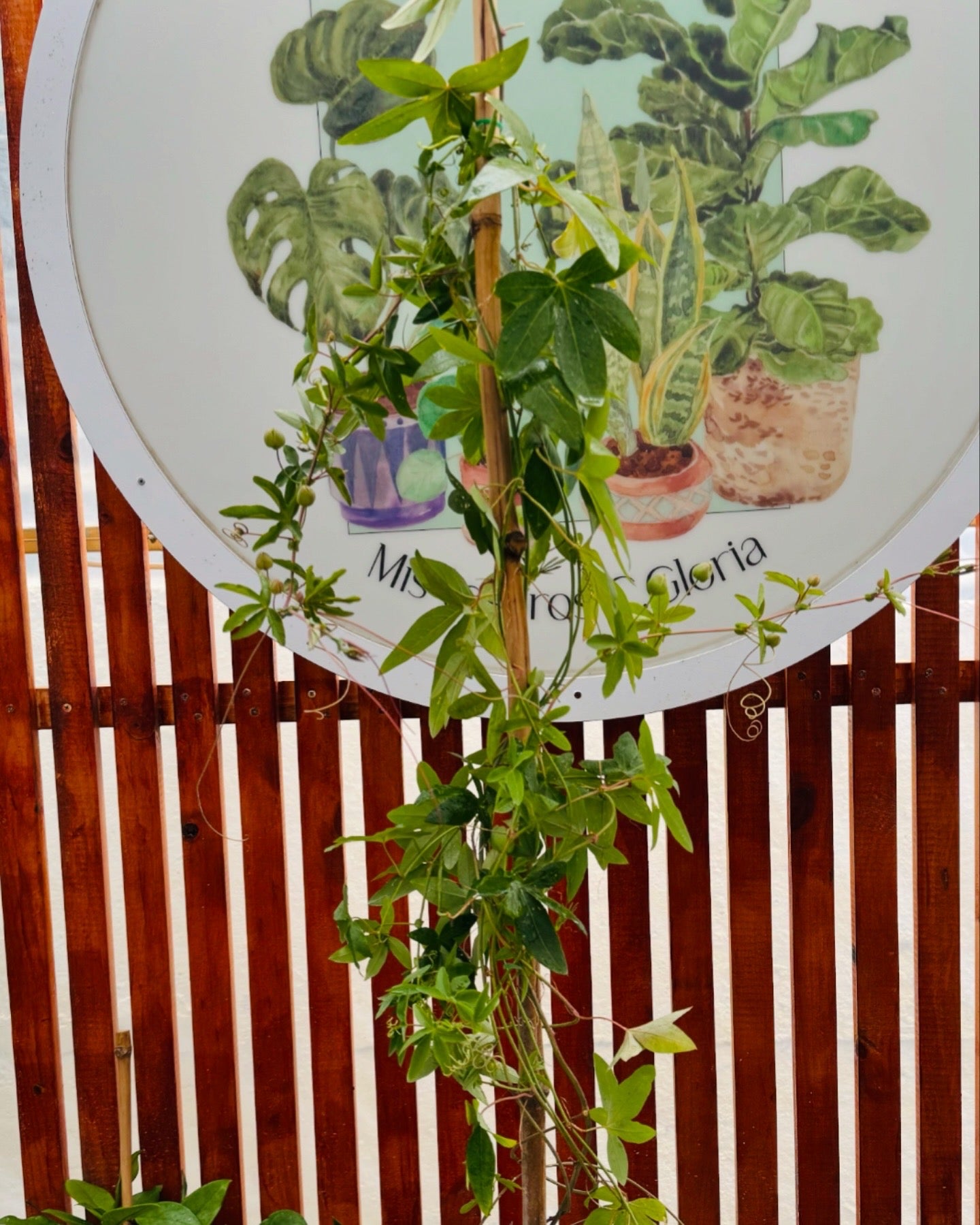 Vivero Mis Tesoros C Gloria