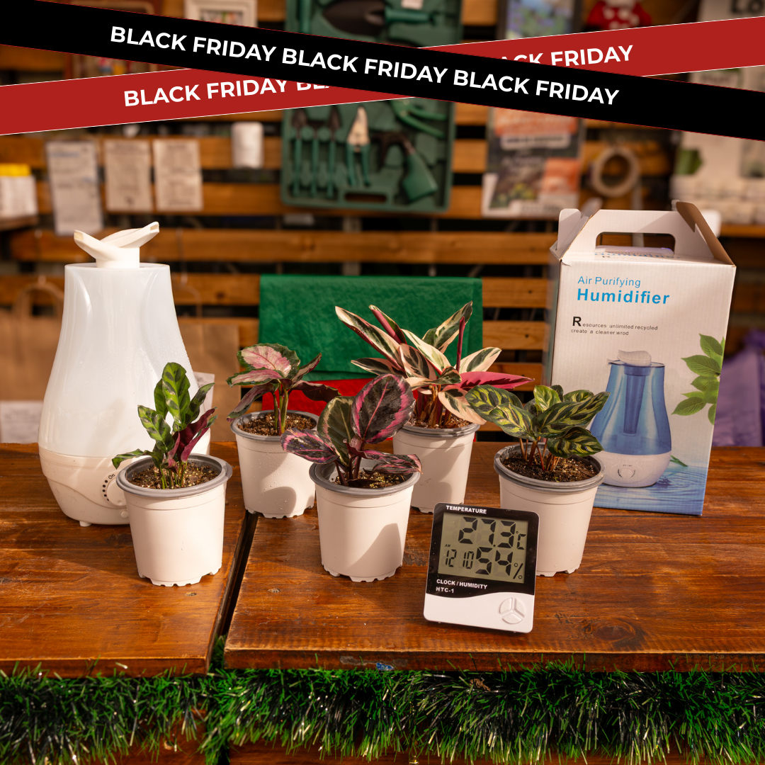 Vivero Mis Tesoros C Gloria