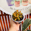 Fitonia “Albivenis Fitnia”