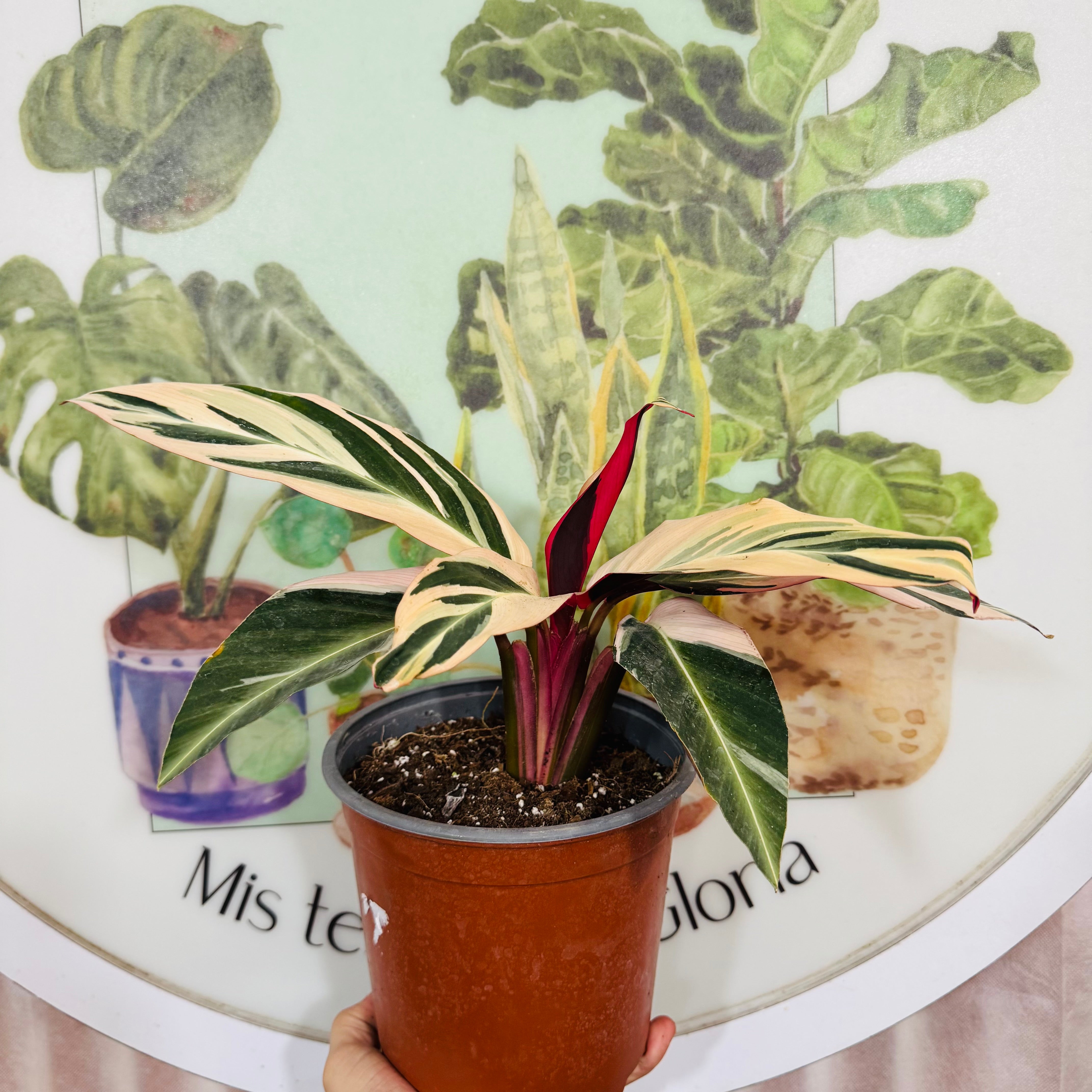 Stromanthe Triostar m.11