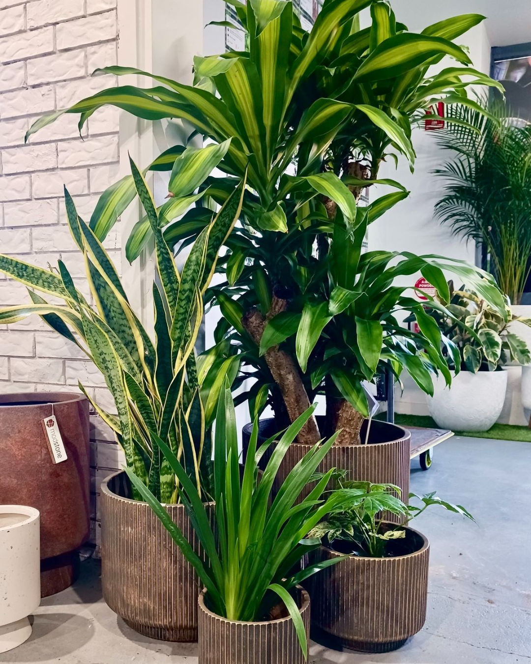 Vivero Mis Tesoros C Gloria