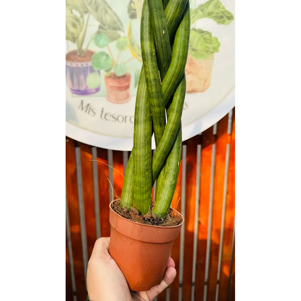 Sansevieria Cylindrica Trenzada 