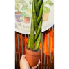Sansevieria Cylindrica Trenzada "4 hojas"