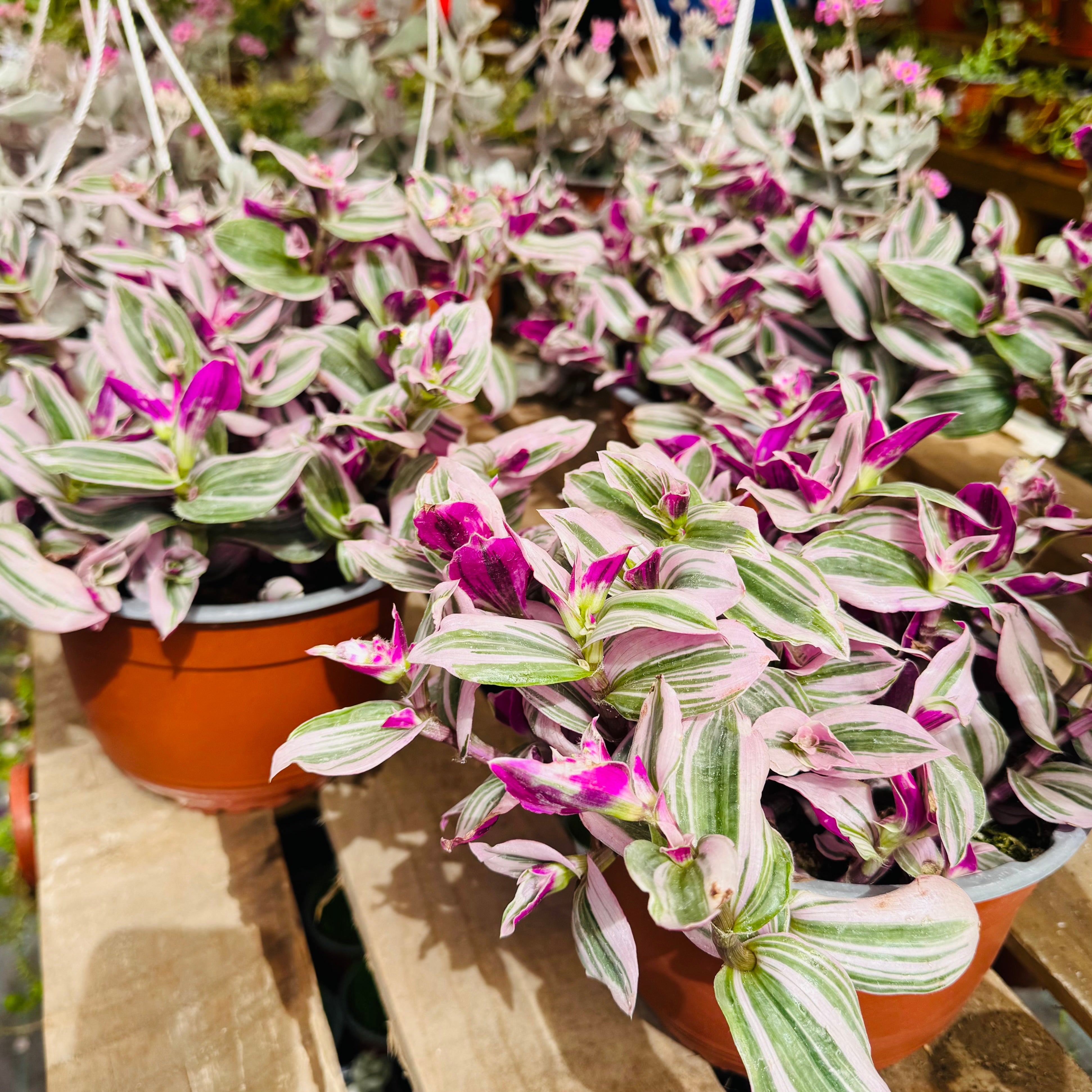 Tradescantia Nonouk Pink