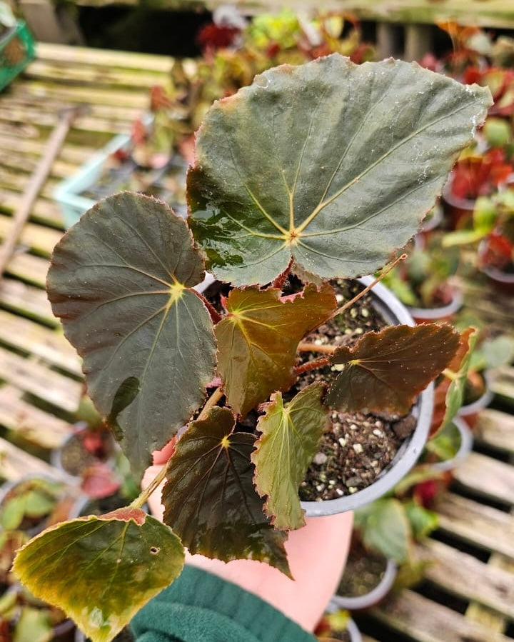 Vivero Mis Tesoros C Gloria