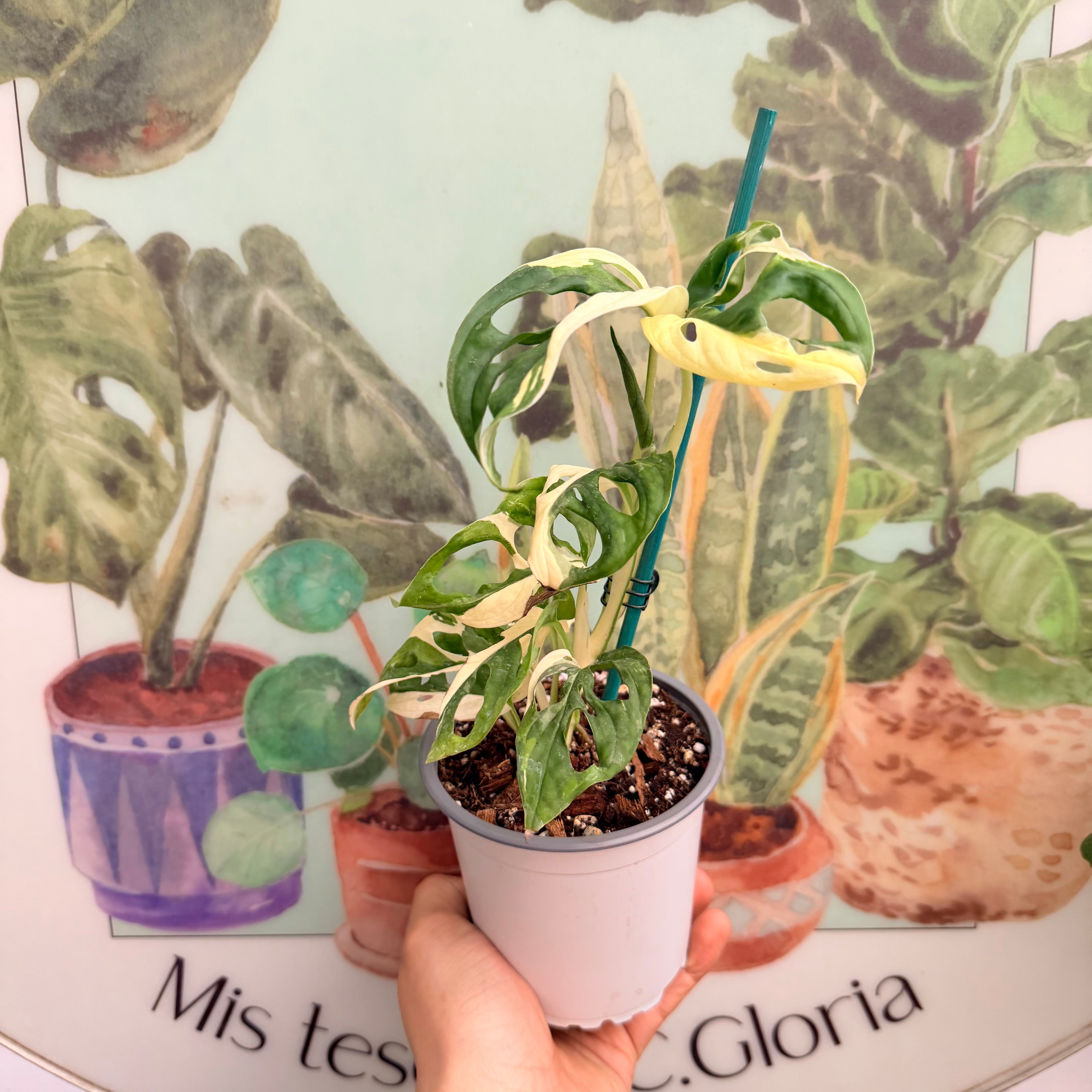 Vivero Mis Tesoros C Gloria