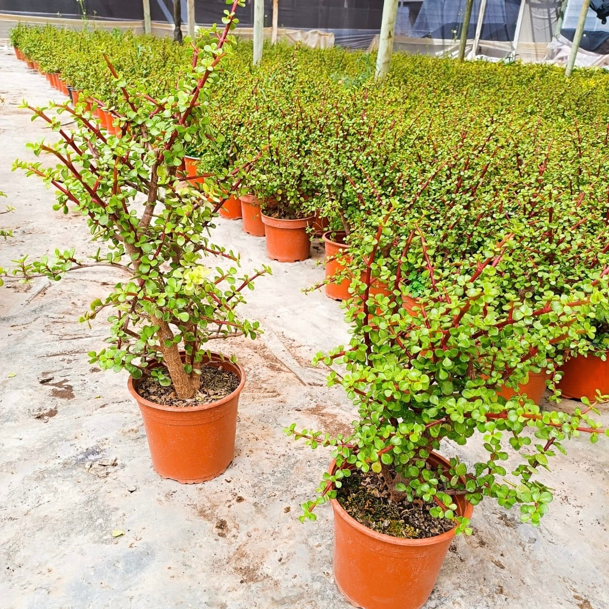 Vivero Mis Tesoros C Gloria