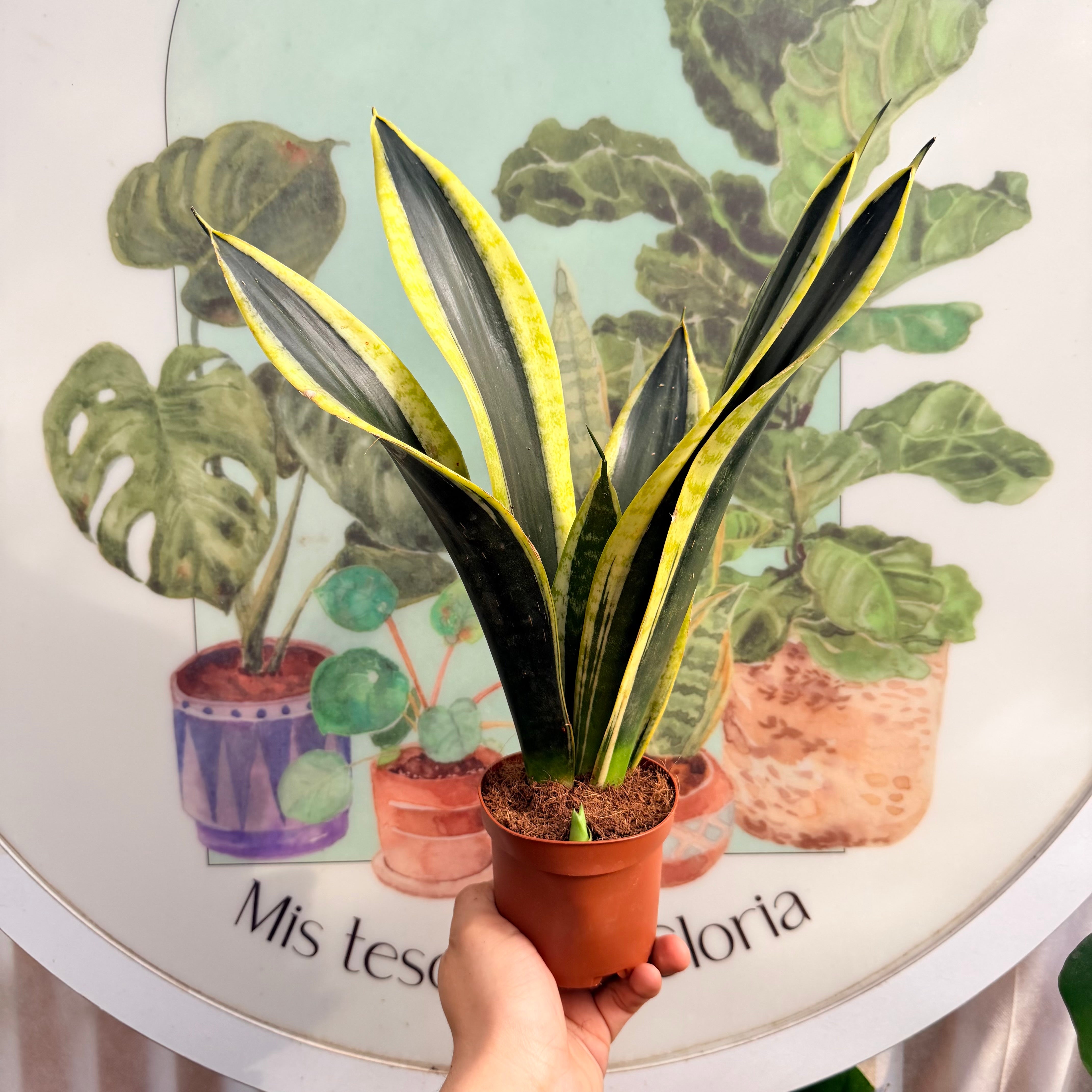 Sansevieria Black Gold