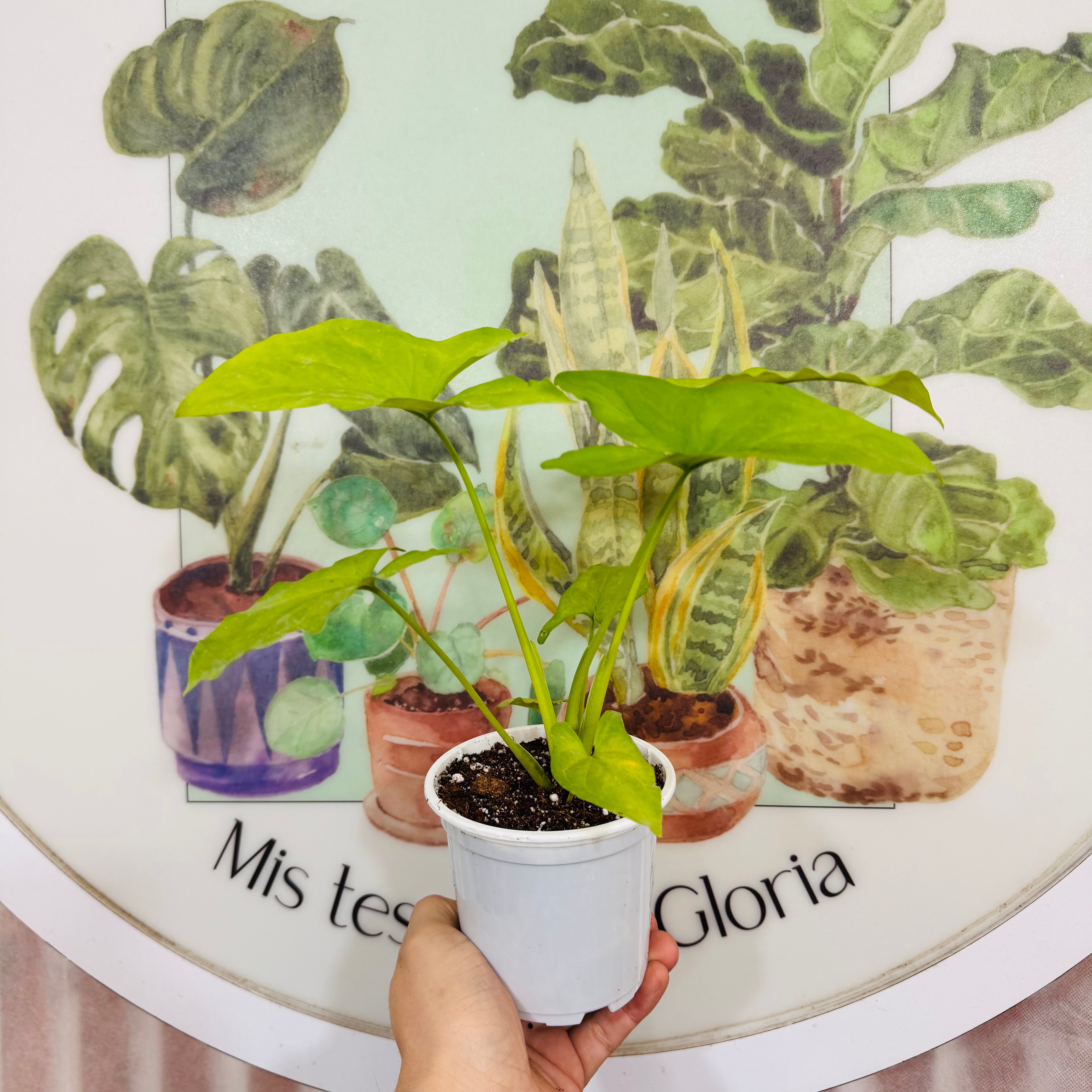 Singonio Green Lemon