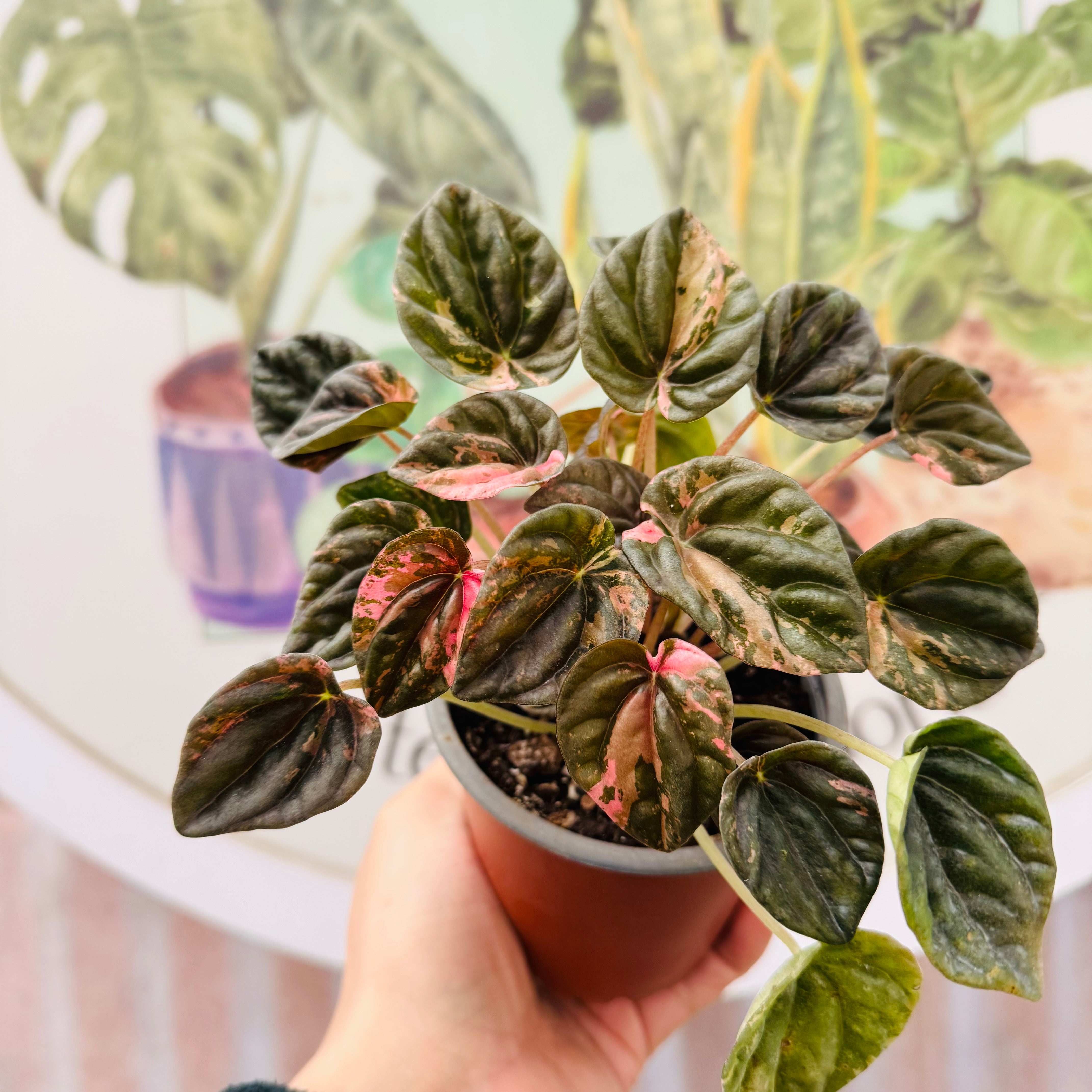 Peperomia Variegada Pink Lady