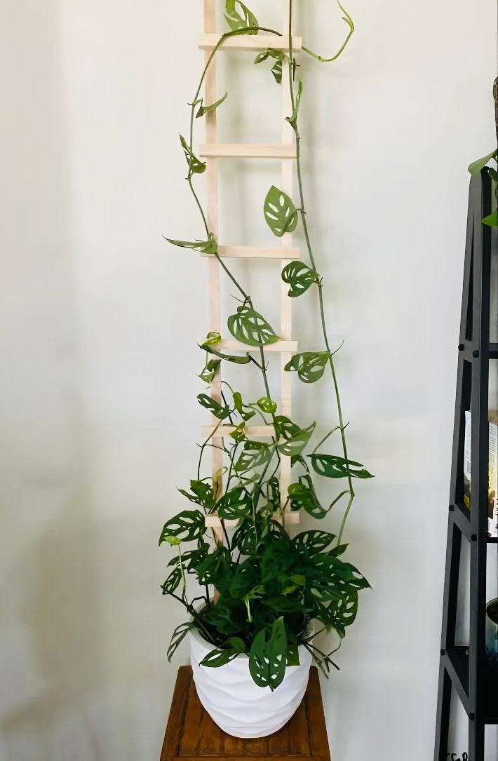 Vivero Mis Tesoros C Gloria