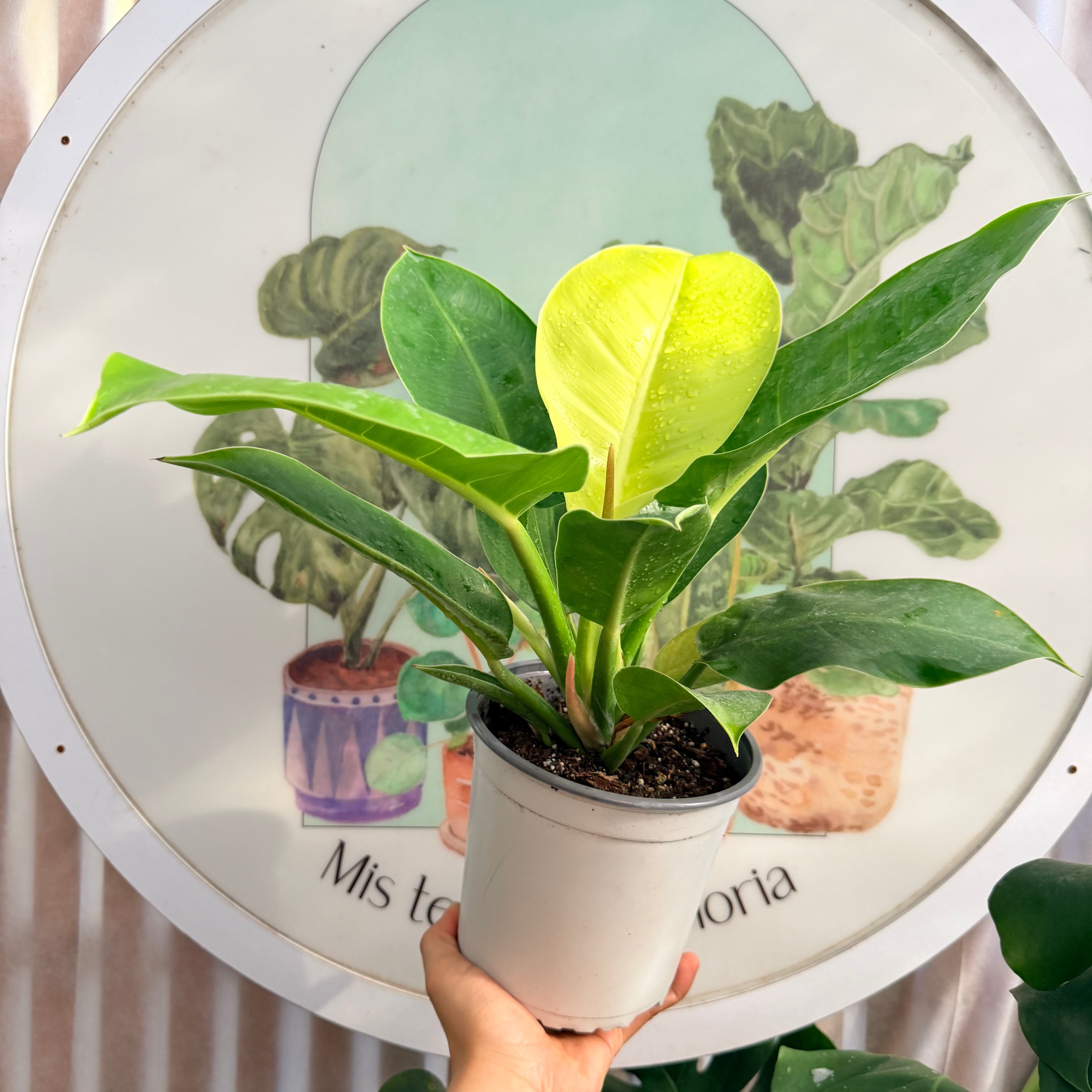 Filodendro Imperial Golden MM